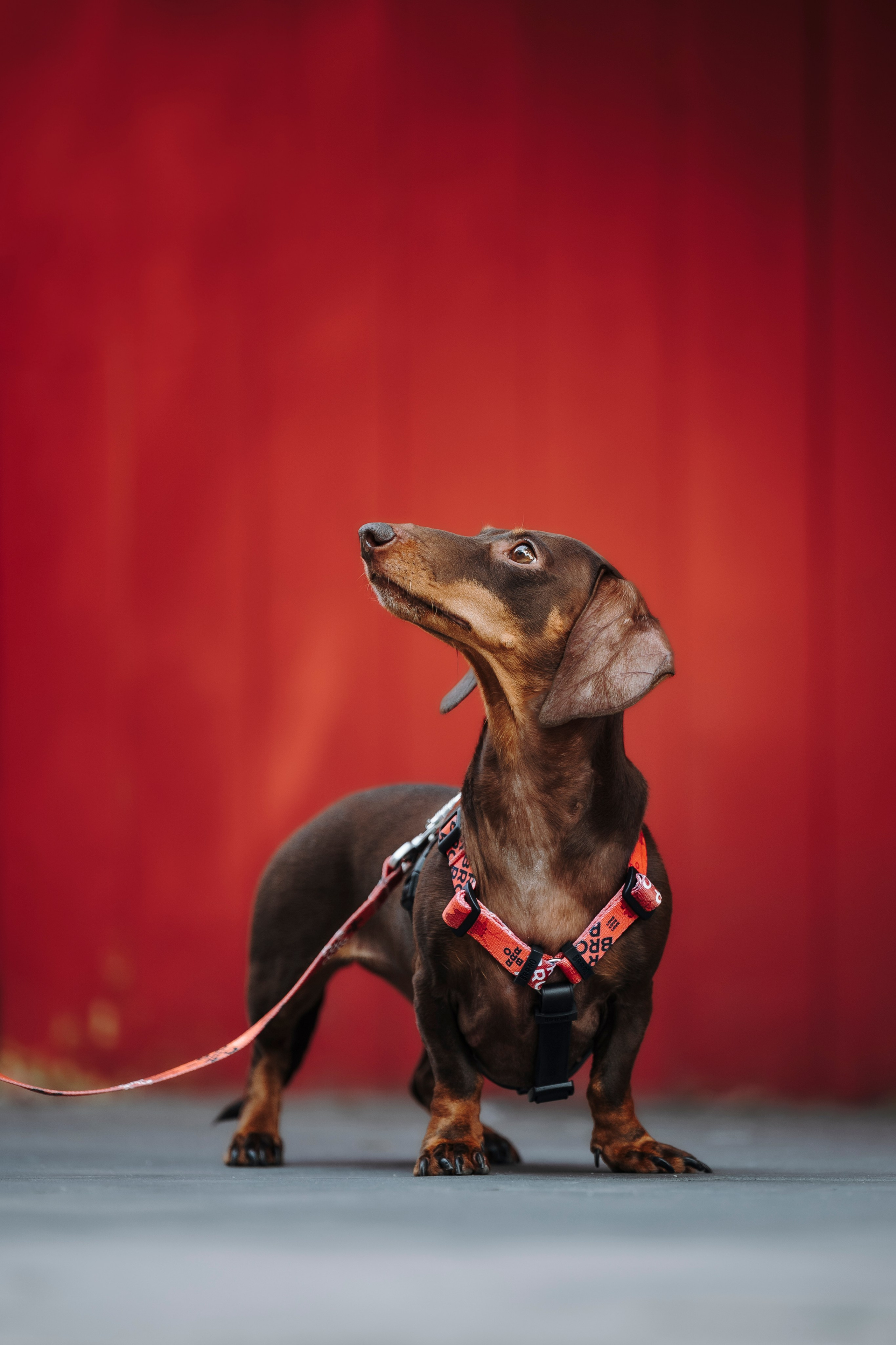 BRRRO. Семейный фотограф анималист Ананьева Мария — Москва