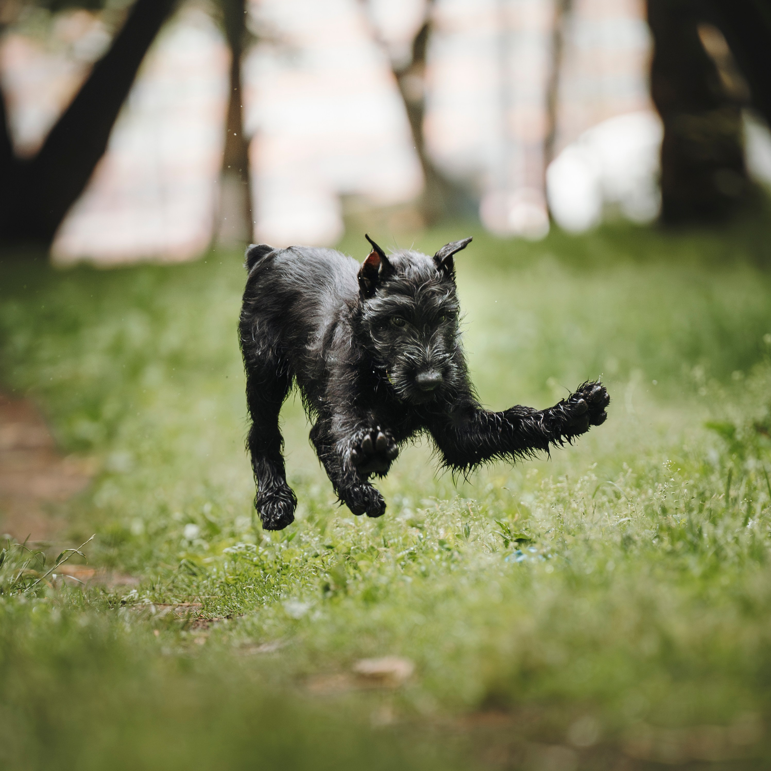 Даша и Умбра. Семейный фотограф анималист Ананьева Мария — Москва