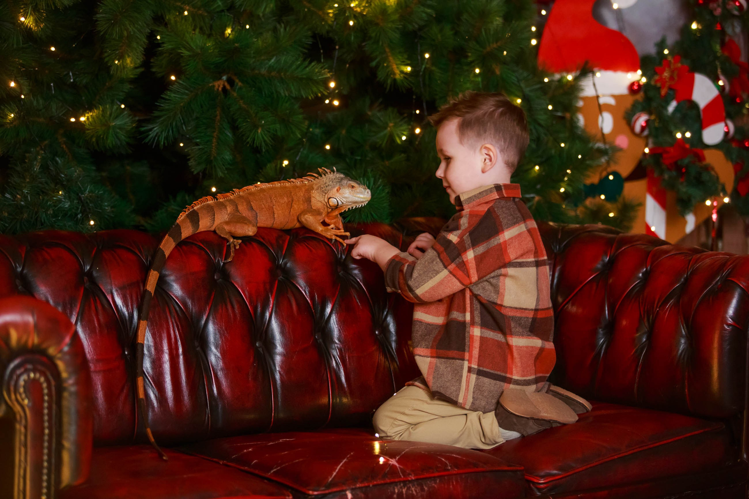 Фотосессия с игуаной символ года Дракона. Семейный и детский фотограф в Москве Мария Быкова