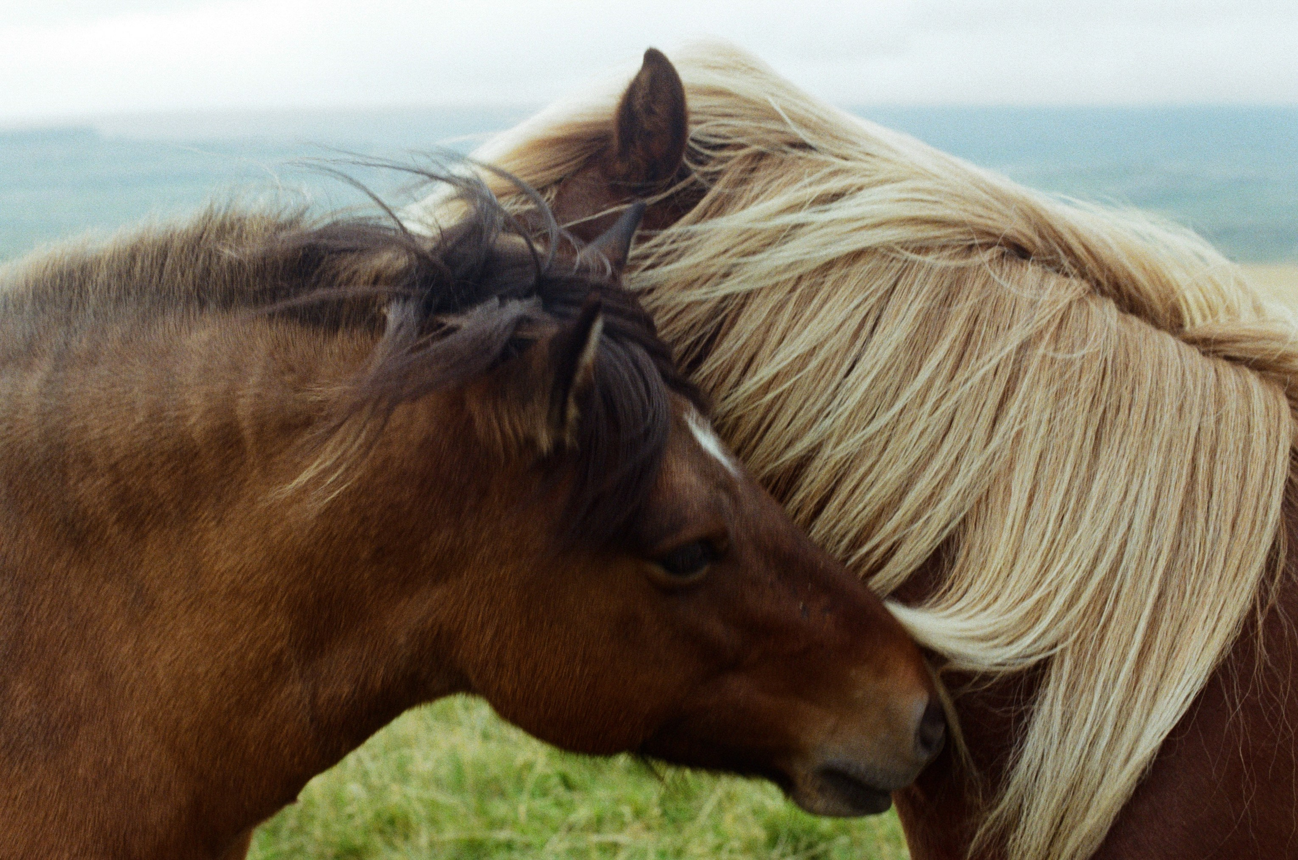 Bloodline // iceland. EVER EXPOSED