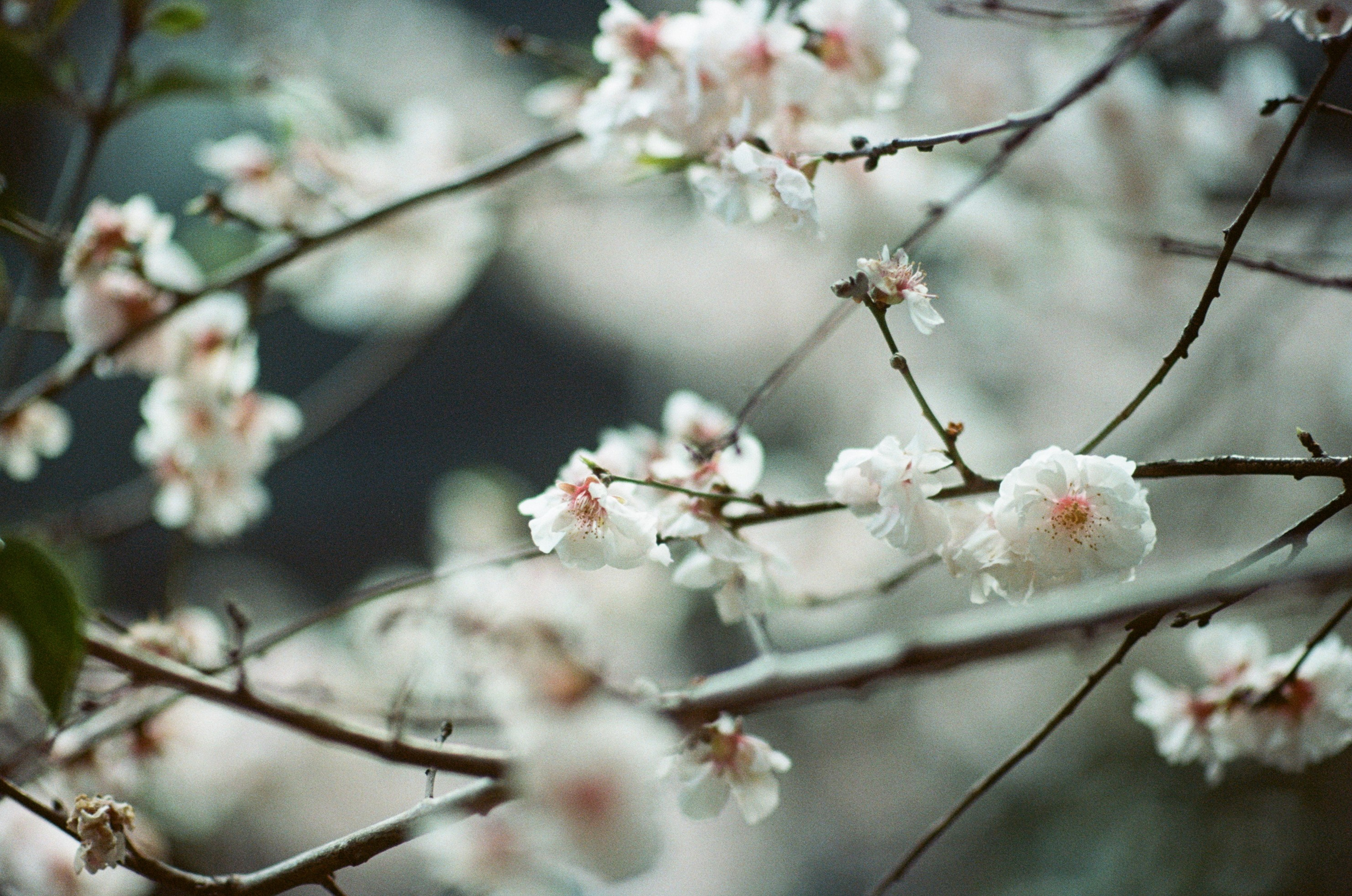Sakura blues // ukraine, crimea. EVER EXPOSED