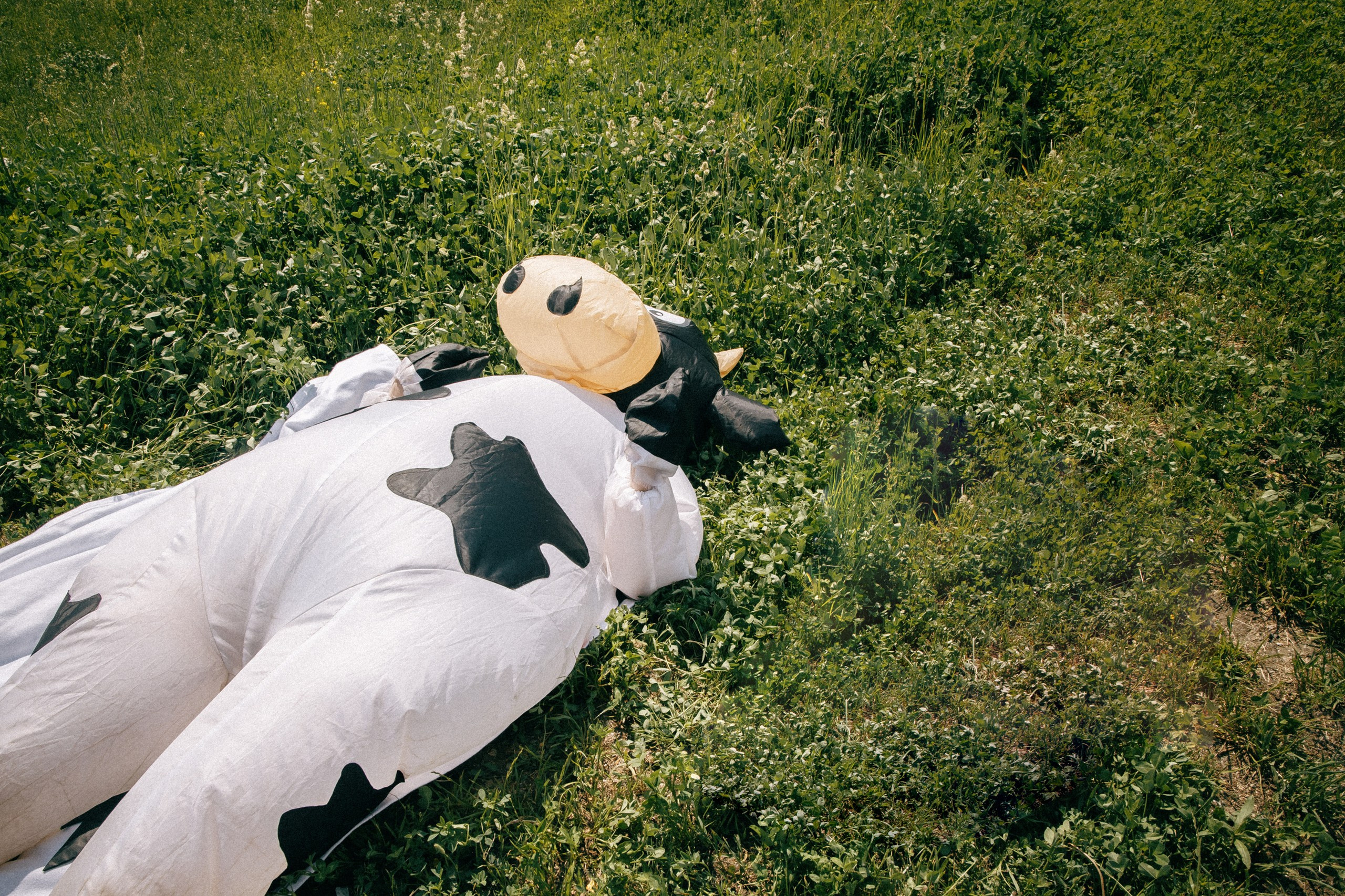 Черника Music Fest. Свадебный и репортажный фотограф в Новосибирске Матлак Дарья