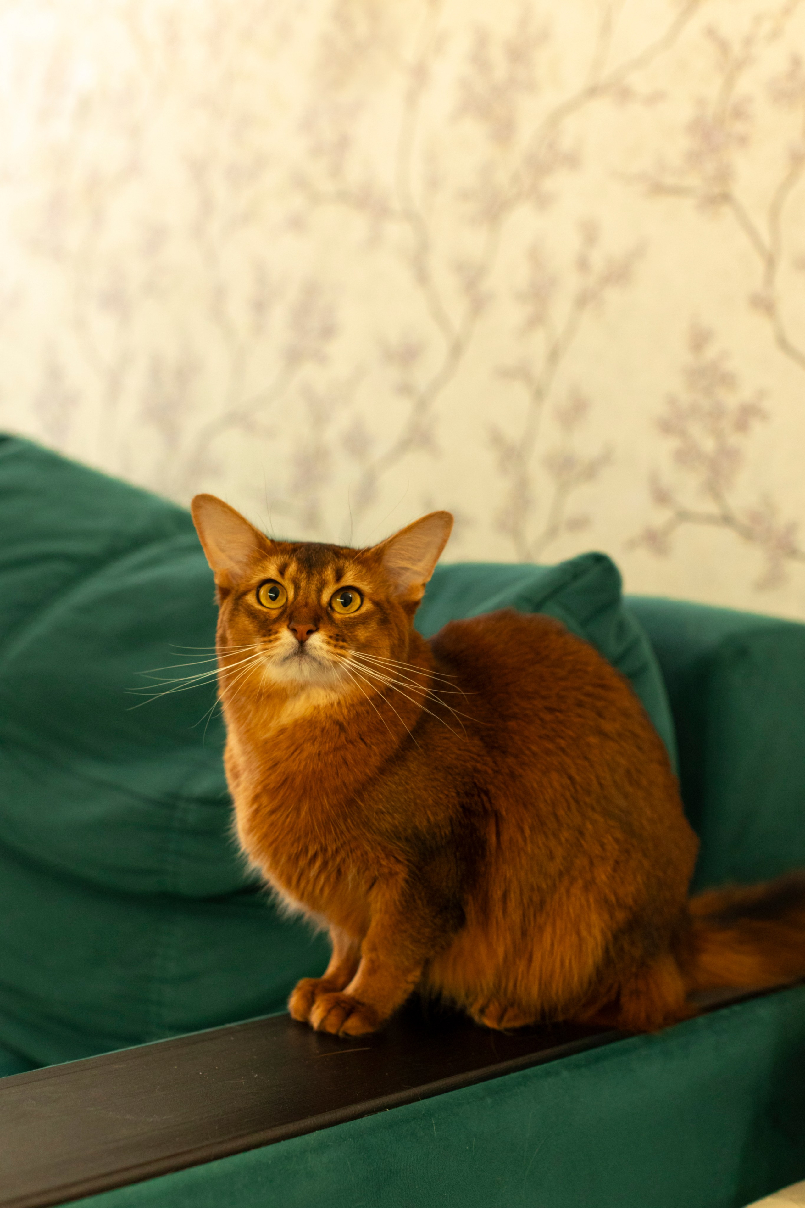 Сомали. Art my Pho