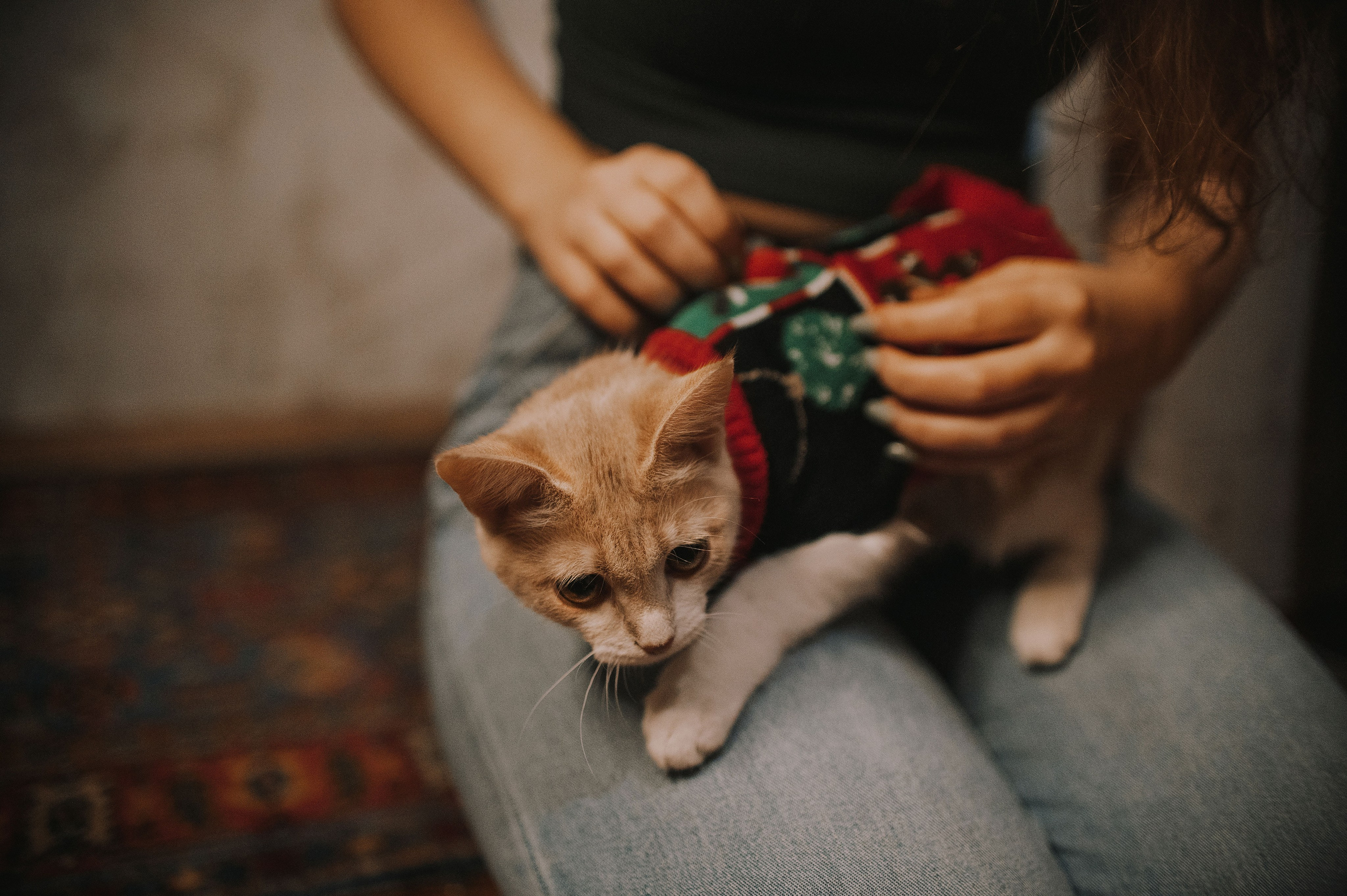 Котовая серия: Настя и Текилла (Королёв, 2022). Анна Пушина, фотограф, Москва, Королев, Пушкино