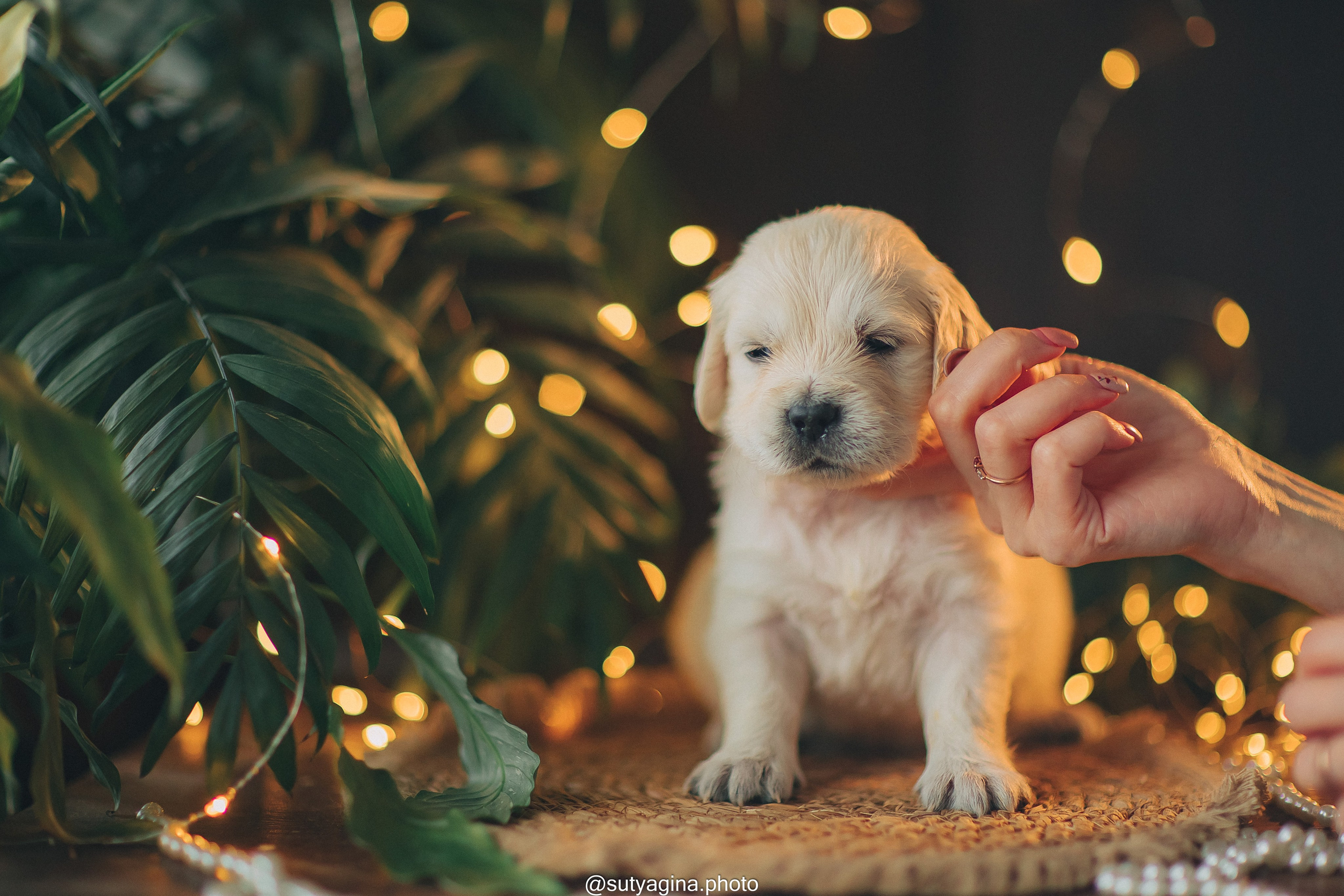 Белая лента. Свадебный и женский фотограф