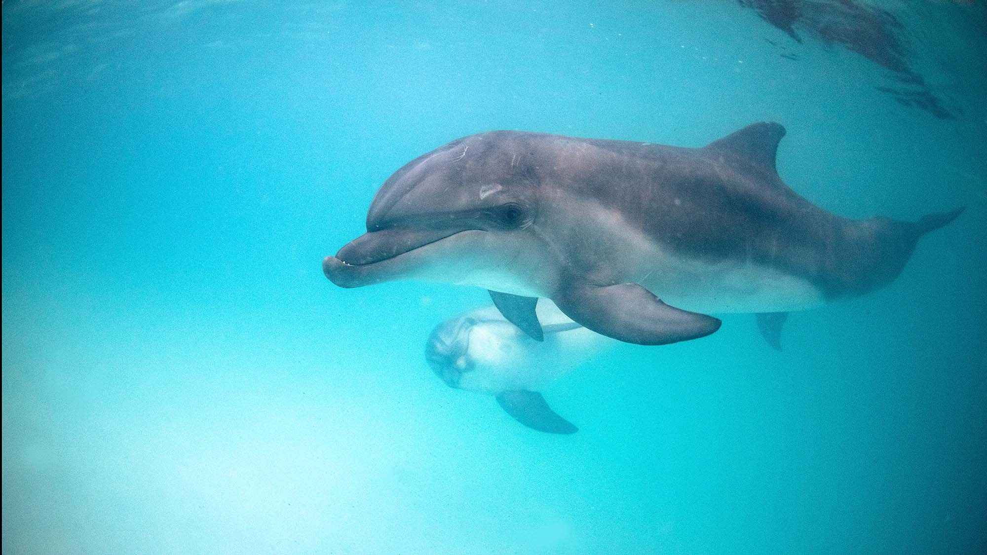 Подводная фотосъемка в бассейне. Профессиональная фотосъемка. Ростов-на-Дону