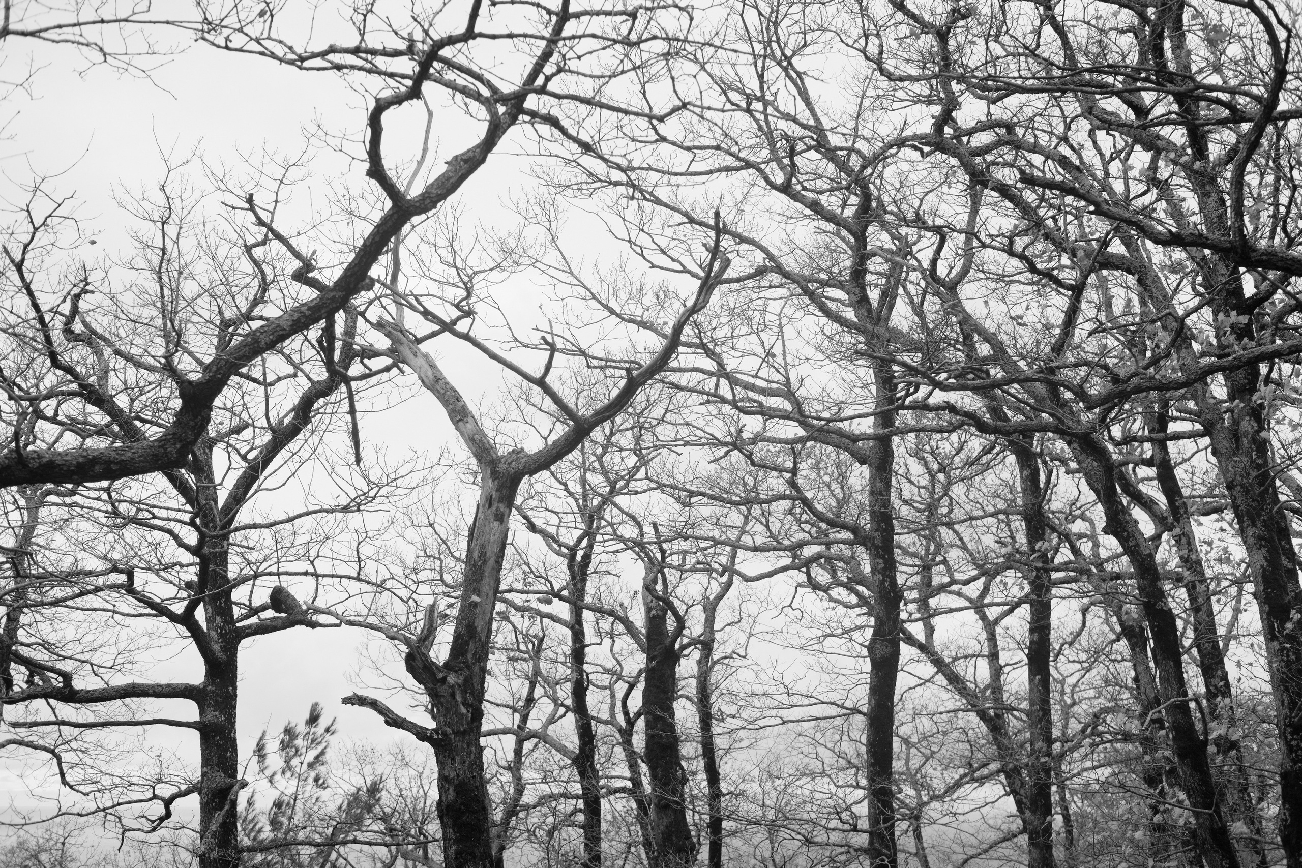 Юлия Микка. Barsukov