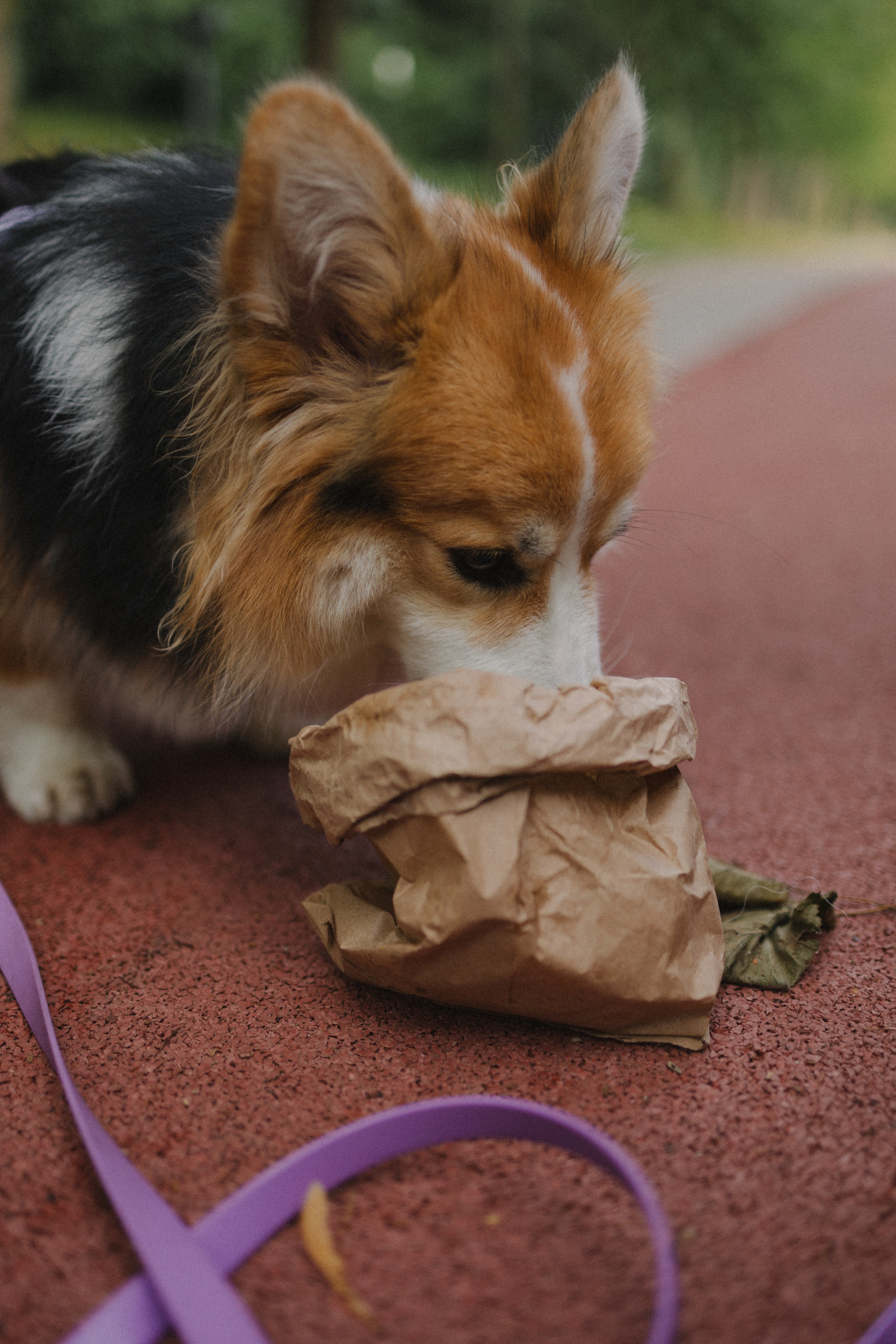 Мишель и Влада. Фотораф — анималист Мария Шистка