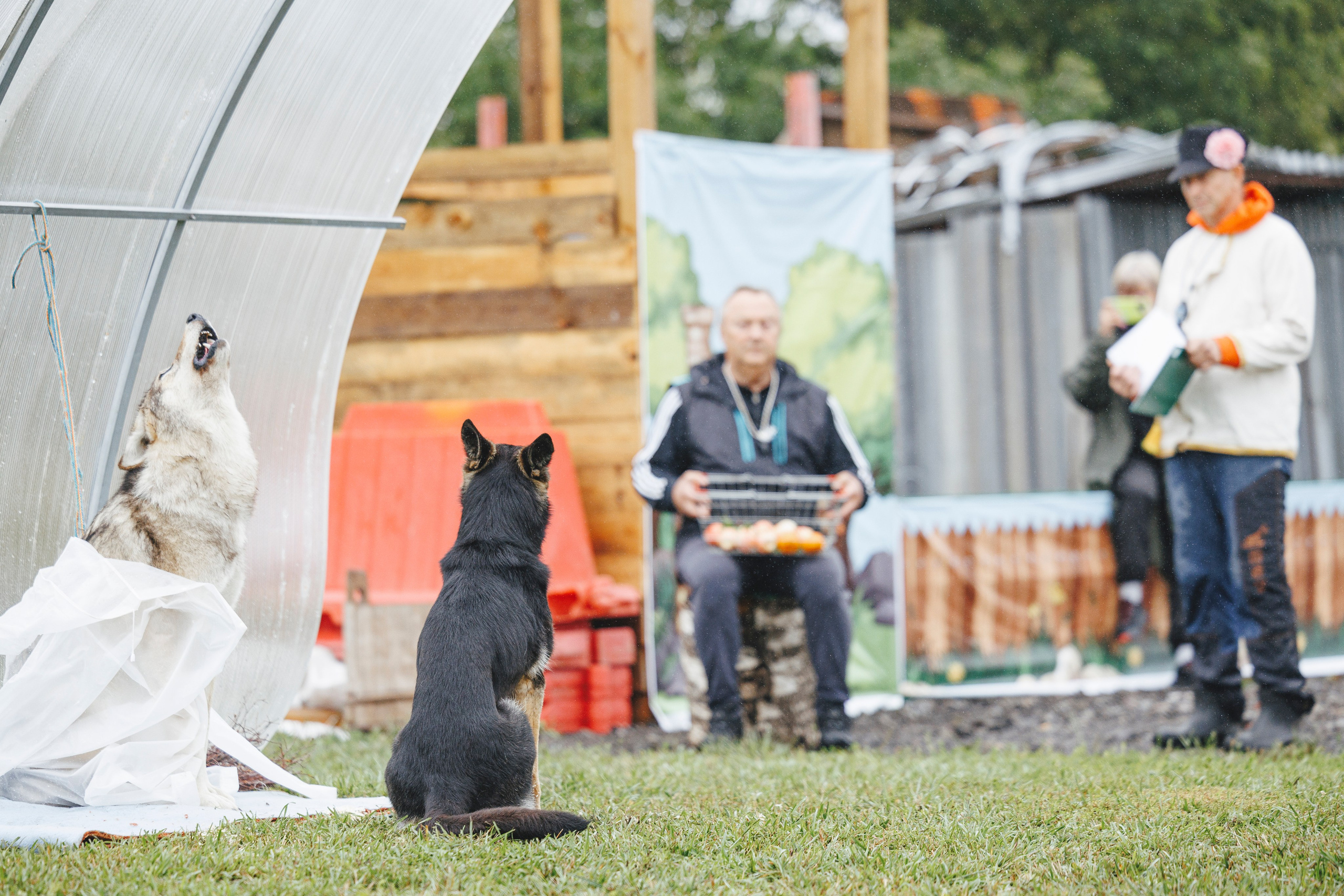 08.08.25-10.08.25 ЧР по мондьорингу г. Вологда. Фотограф-анималист Анна Маринич