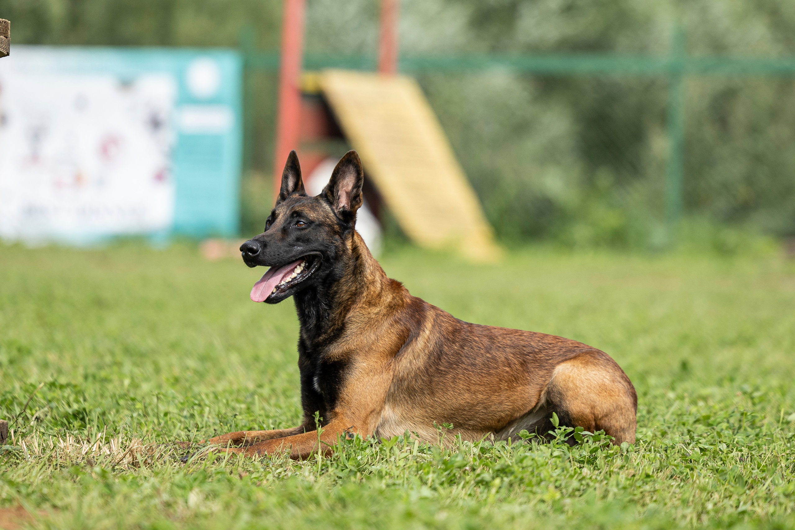 Соревнования по Мондьорингу г. Вологда 10-11.08.2024. Фотограф-анималист Анна Маринич