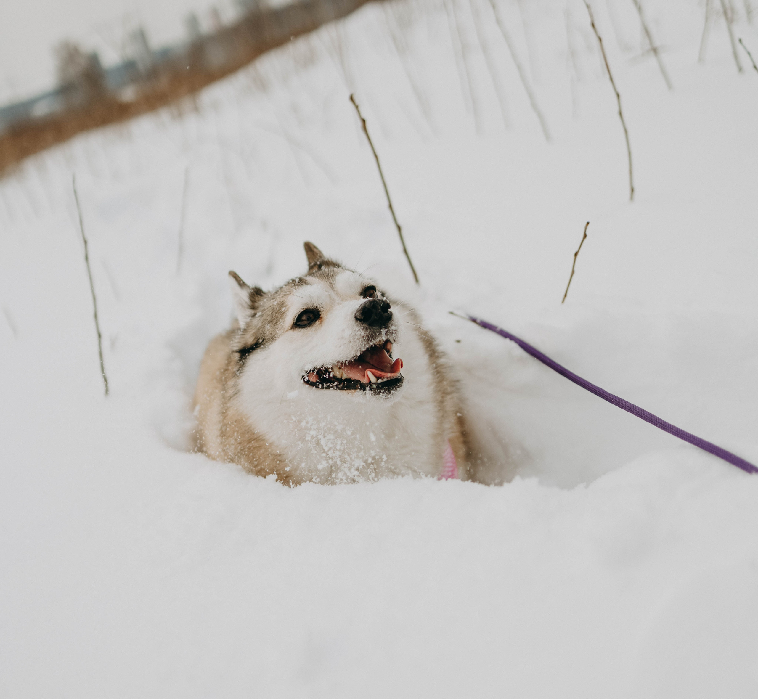 Варвара и Шелби. Фотограф-анималист в Екатеринбурге | Кристина