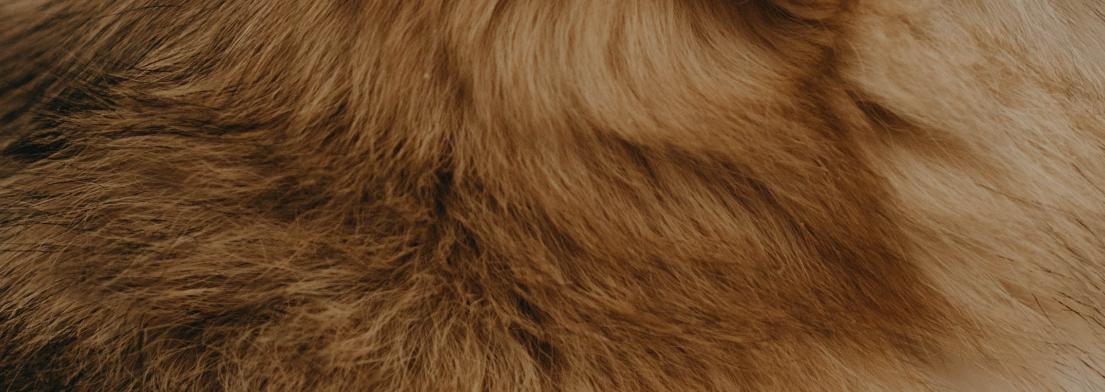 Варвара и Шелби. Фотограф-анималист в Екатеринбурге | Кристина