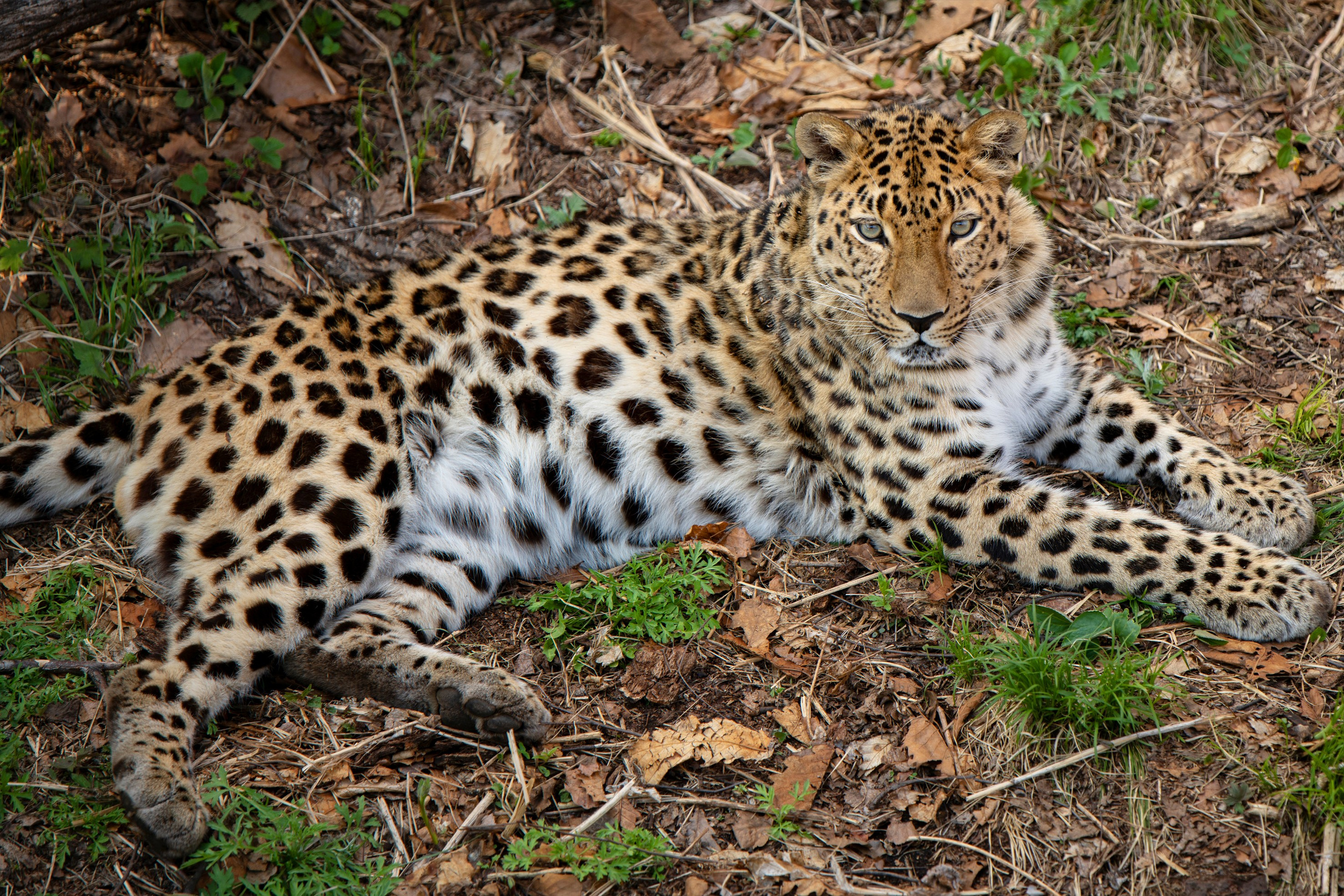 Животные. Команда фотографов Кристины Ивановой