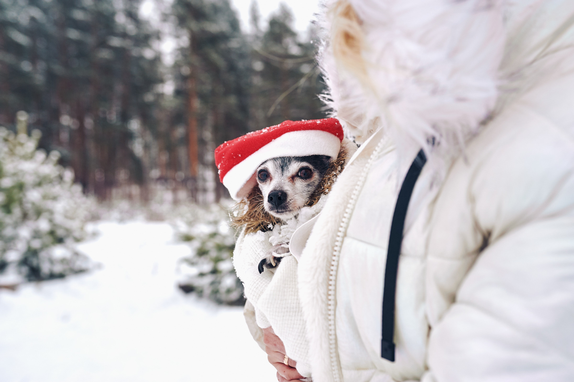 Зима в Простоквашино. Маляревич Дмитрий свадебный фотограф