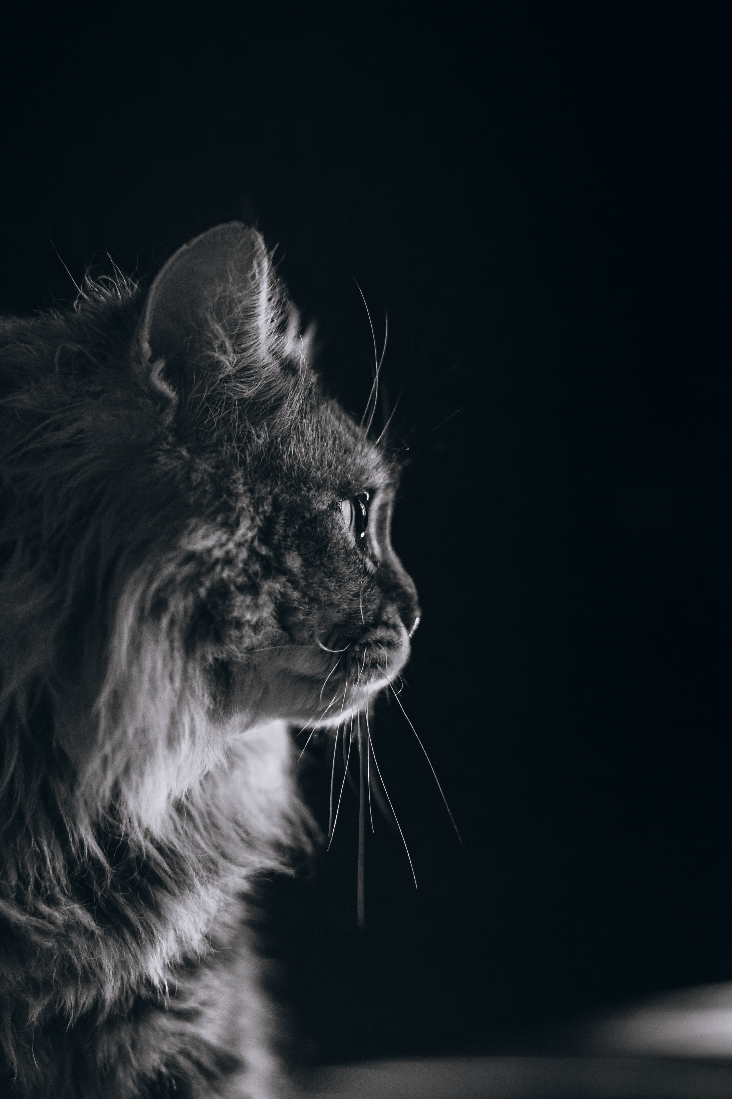 Домашняя фотосессия кота. Фотограф-анималист Татьяна Степанова