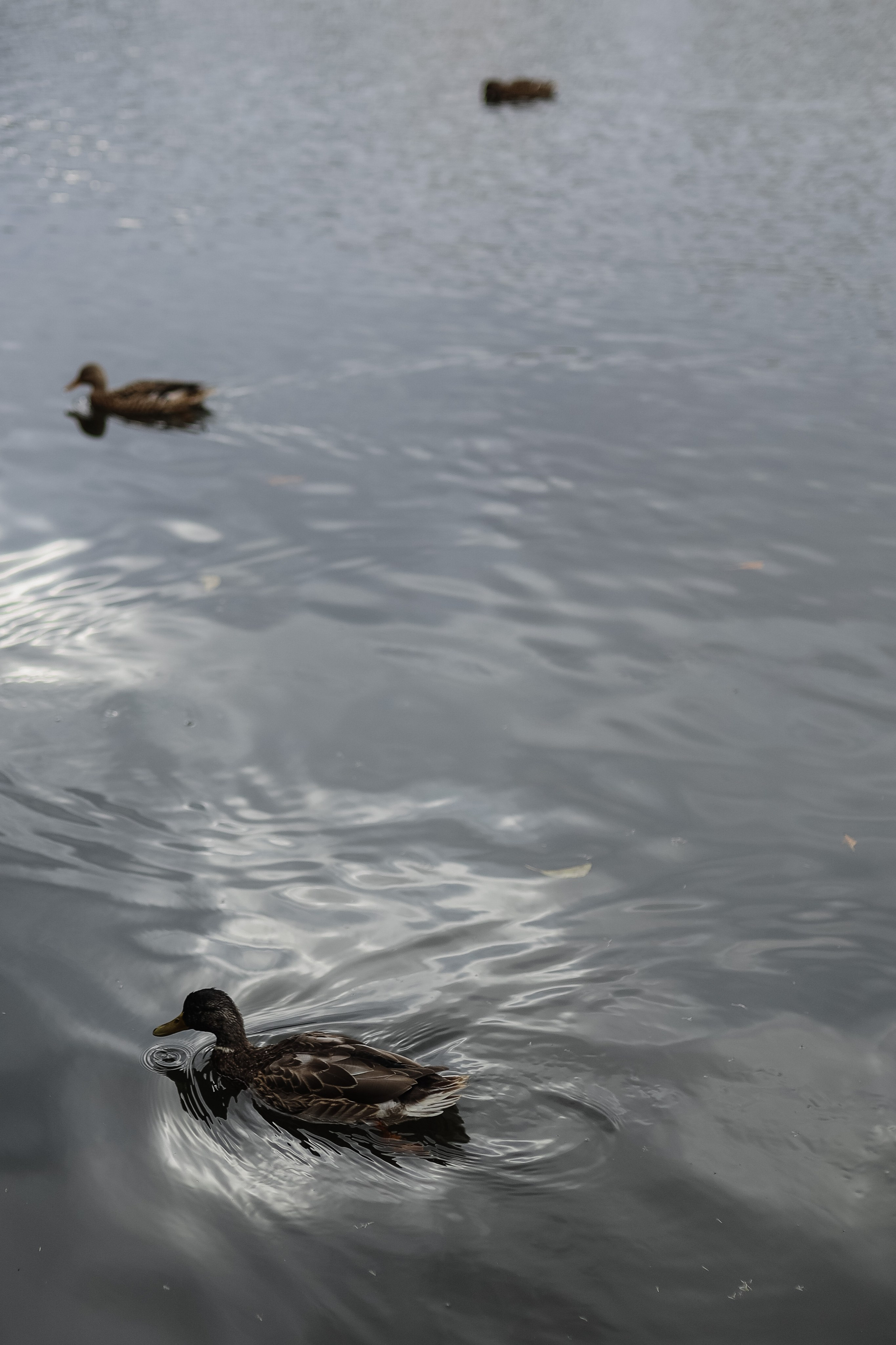 Кира и Даня