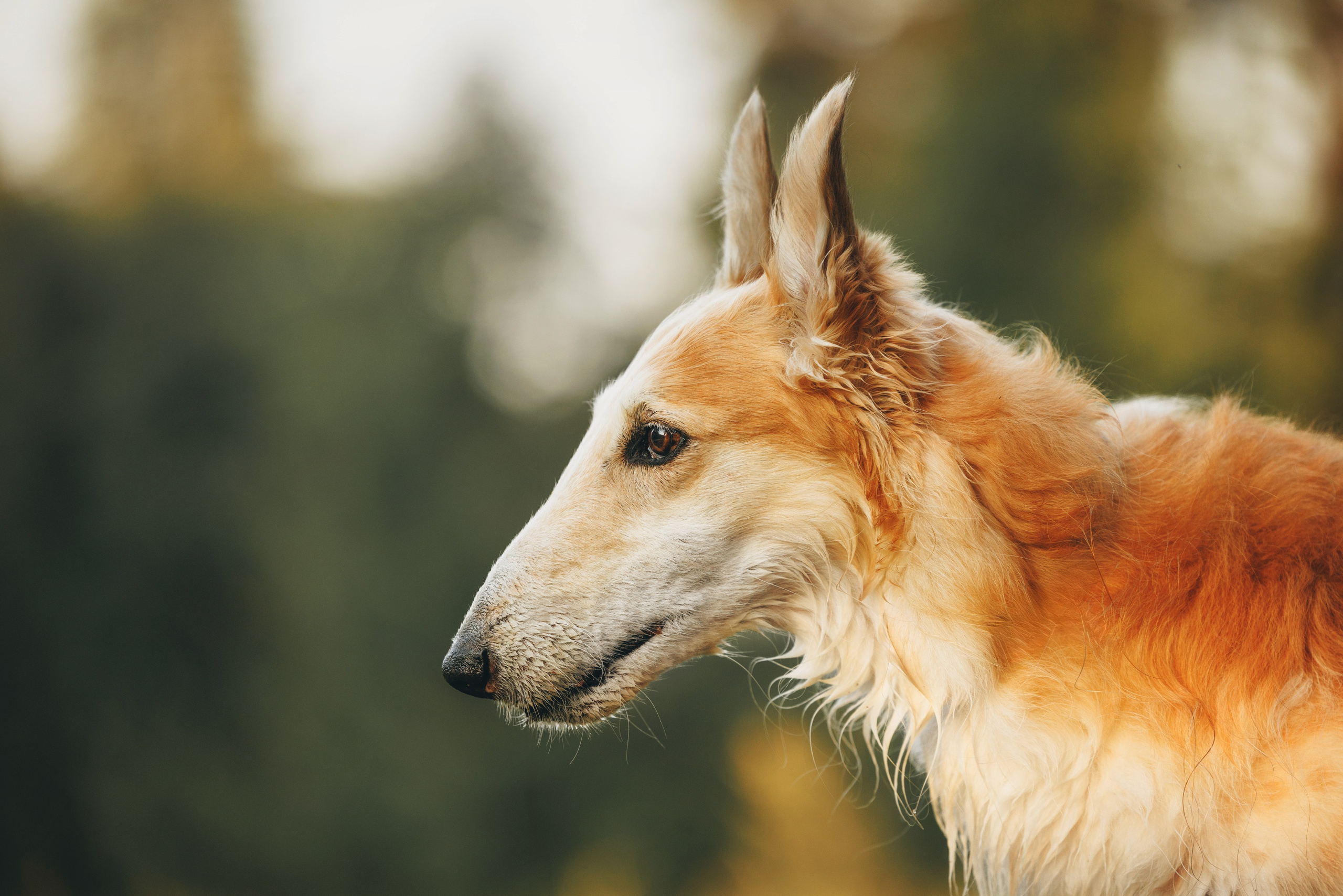 Сергей, Оксана и Жара. Фотограф анималист Осипчикова Мария
