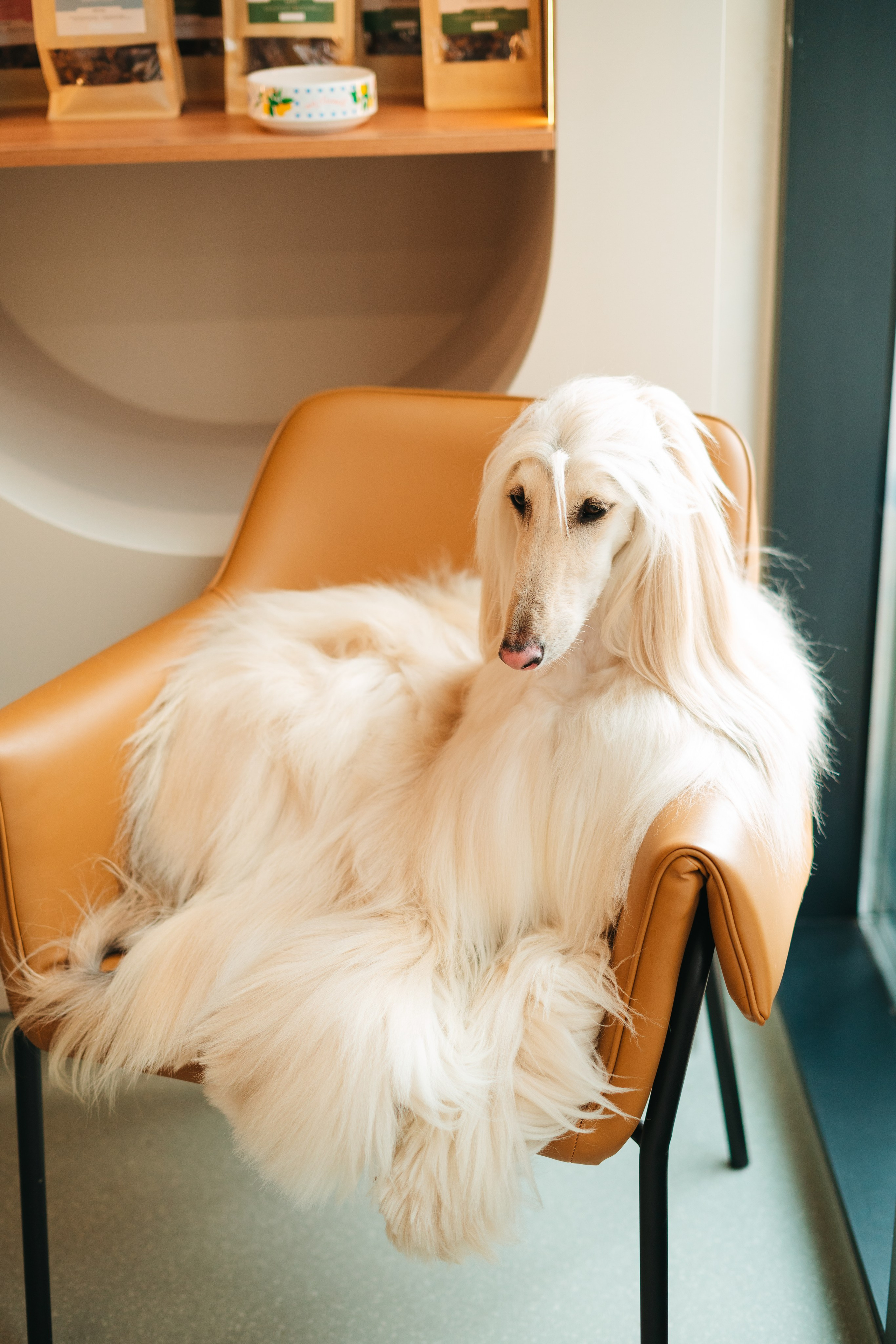 Груминг — салон. Фотограф анималист Осипчикова Мария