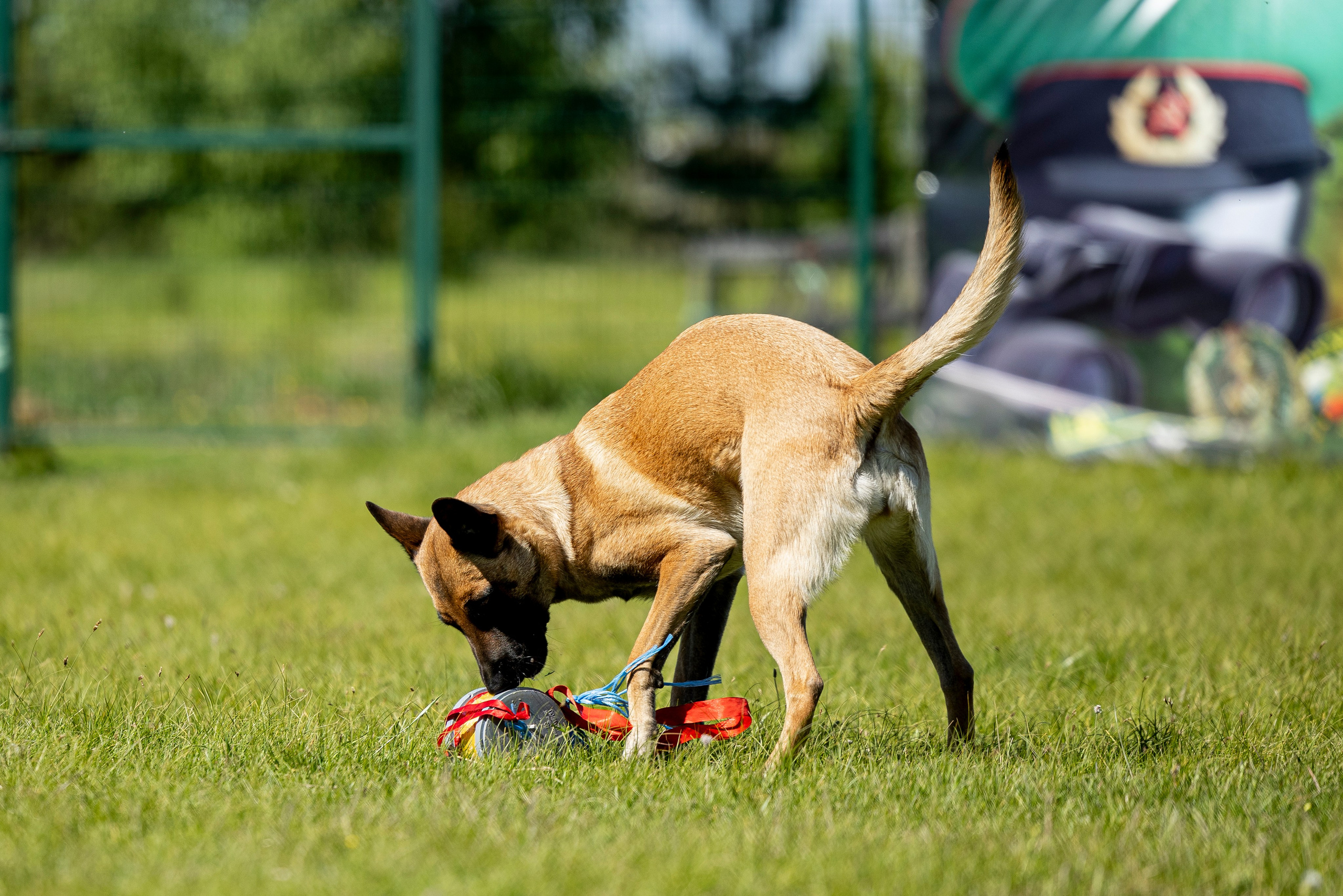 Испытания по мондьорингу в Нижнем Новгороде. Фотограф-анималист Анна Маринич