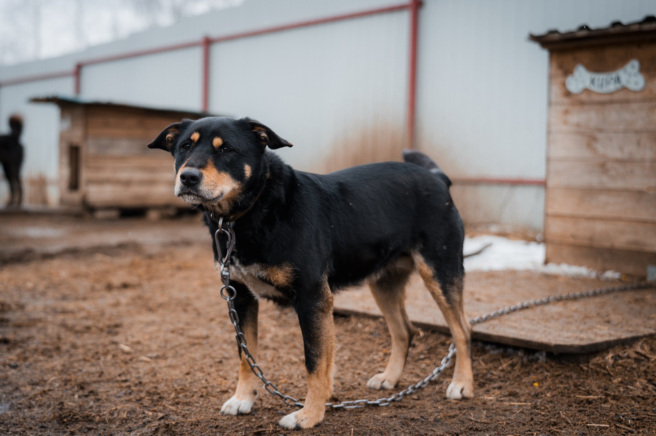 Веста. Улыбка собаки — спасение и пристройство бездомных собак
