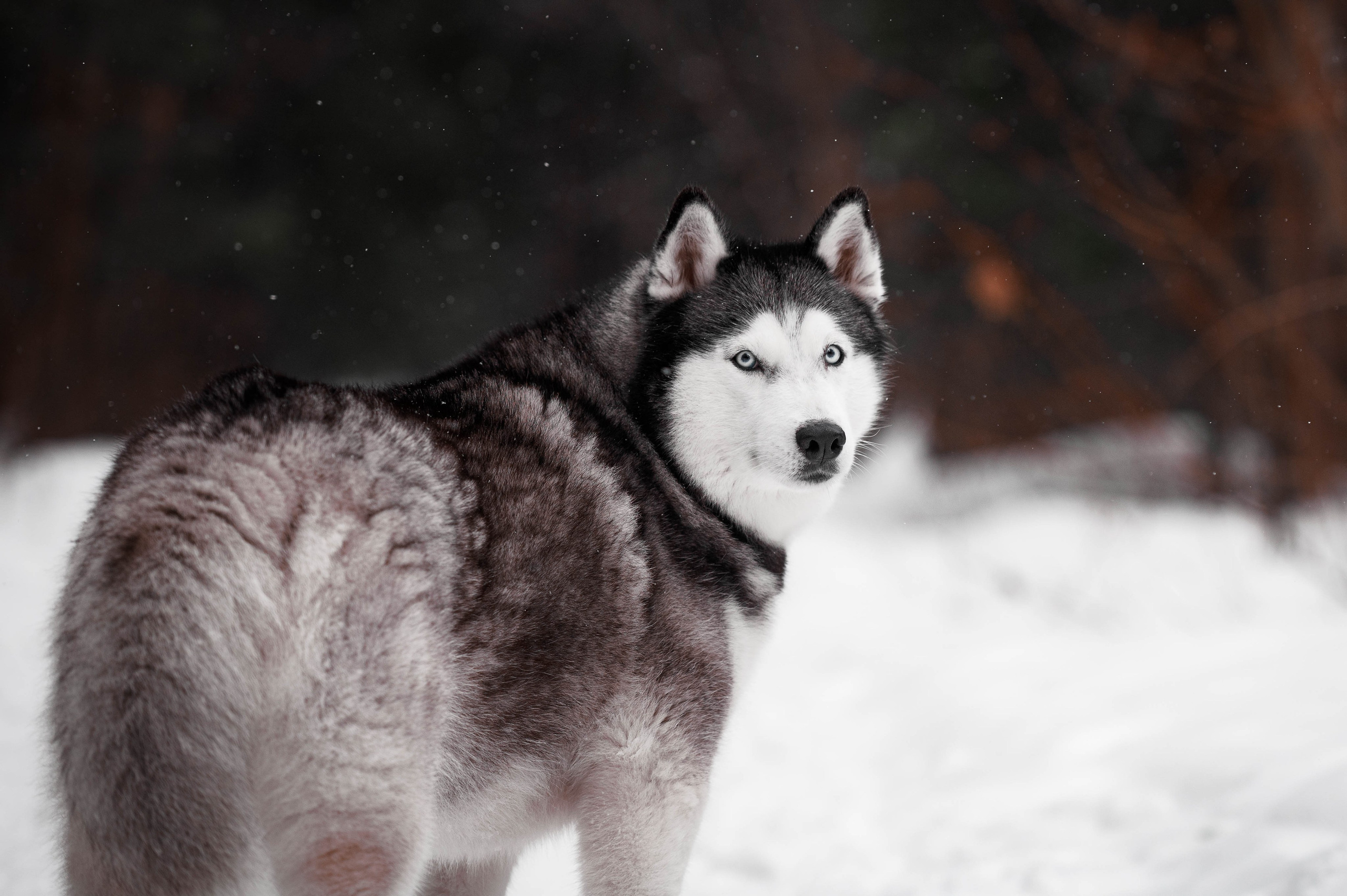Шанель. Фотограф-анималист
