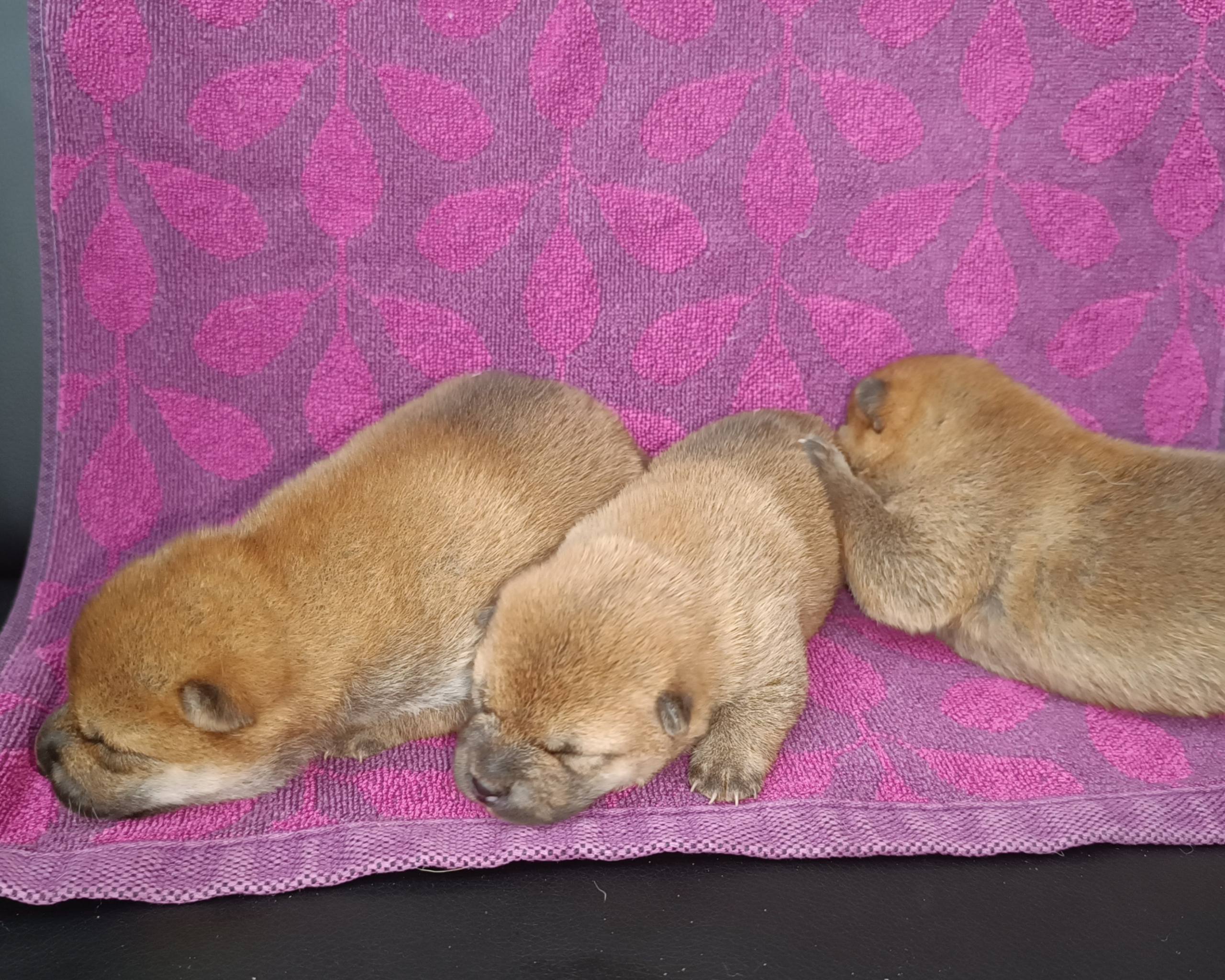 Общее Помет Л от 28.01.25. AMERICAN AKITA RUBYLIGHT KENNEL I SHIBA-INU