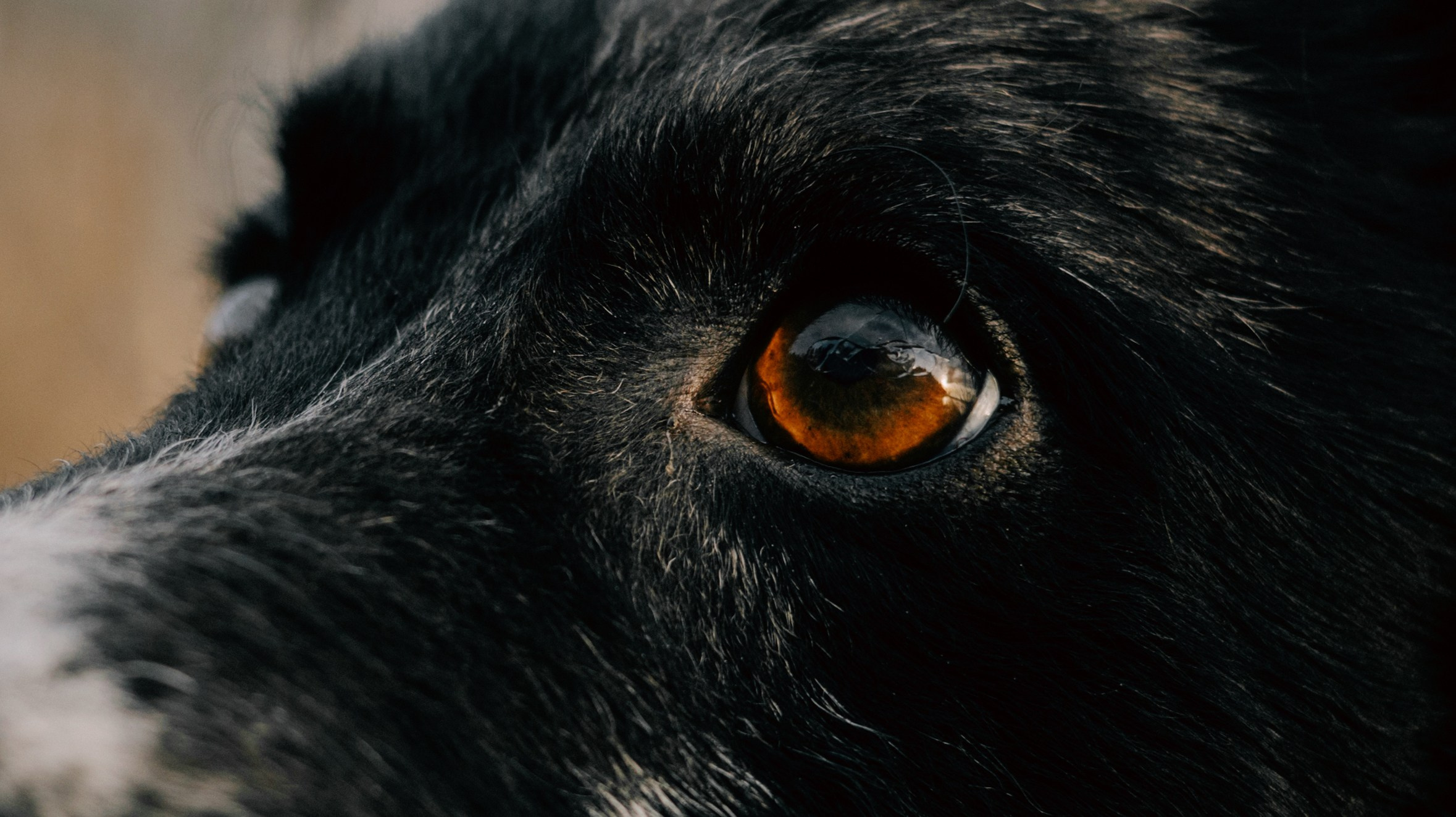 Полина и Сейви. Фотограф-анималист Богданова Полина