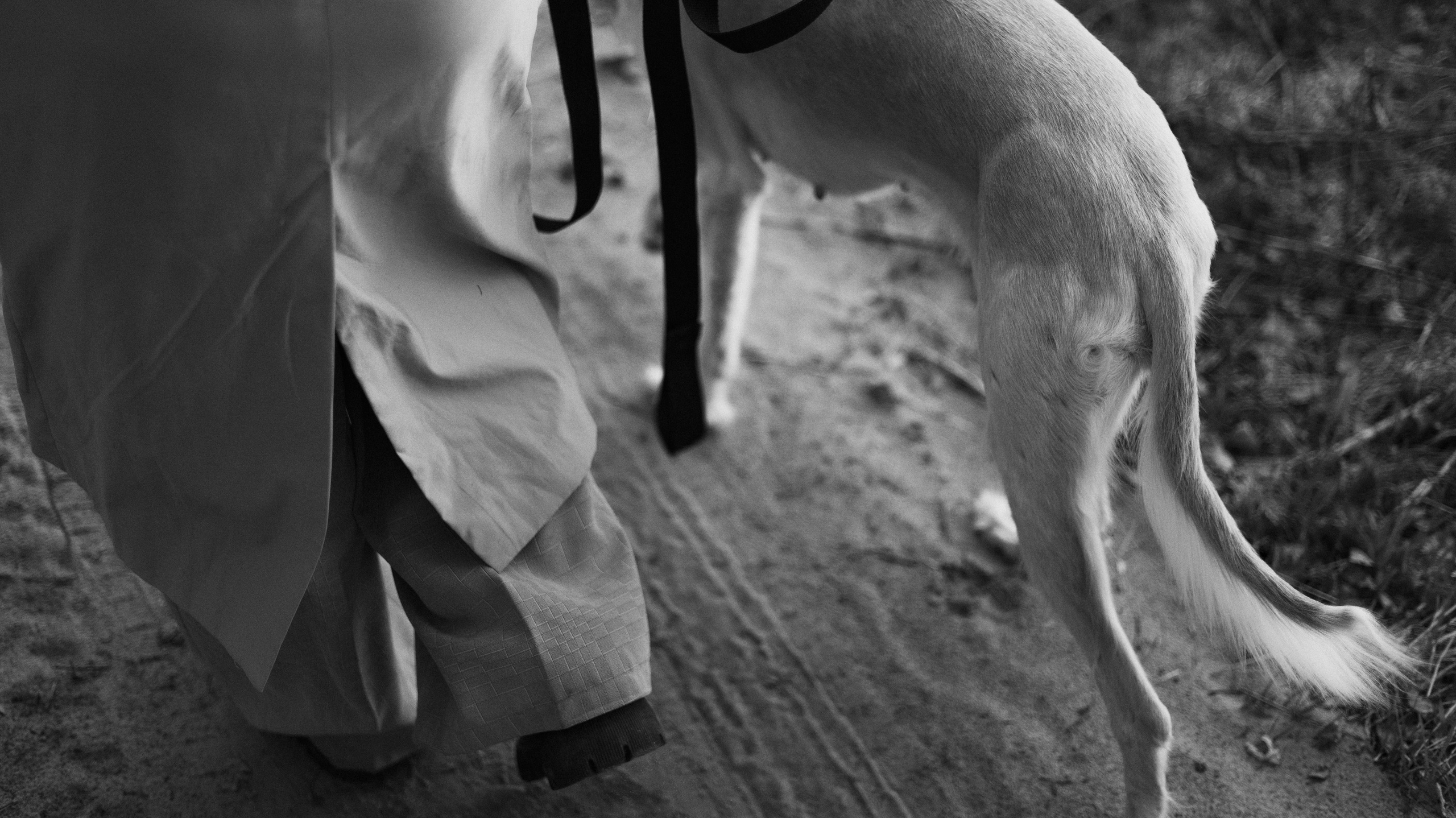 Настя и Бейда. Фотограф-анималист Богданова Полина