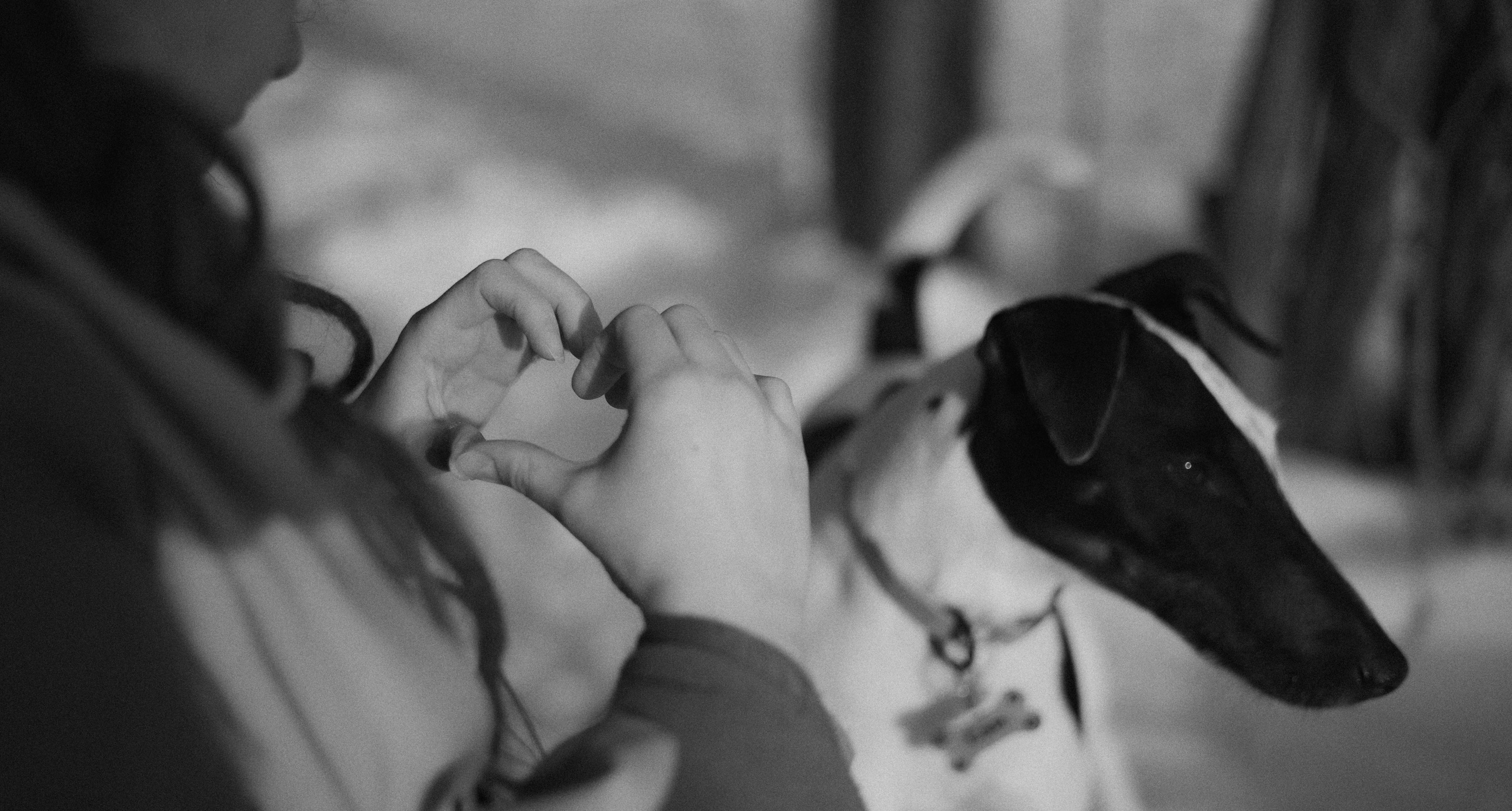 Ольга и Сэм. Фотограф-анималист Богданова Полина