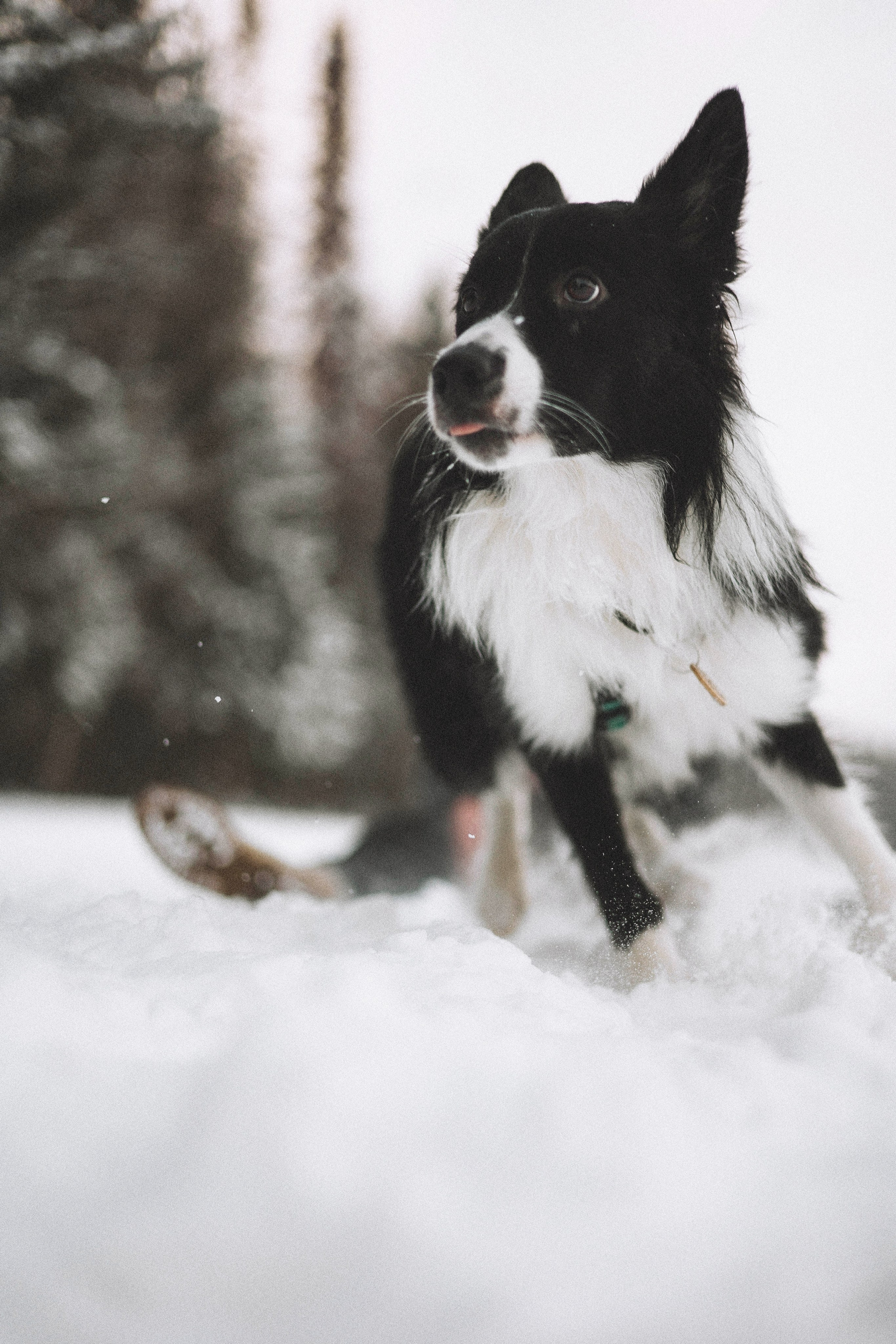 Алина и Найт. Фотограф-анималист Богданова Полина