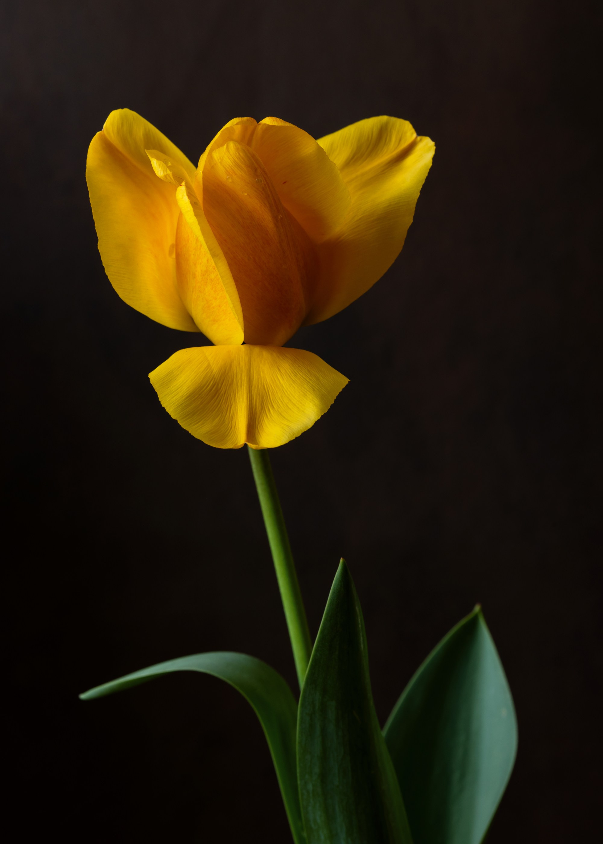 Butterfly. Author’s fine art prints with international delivery