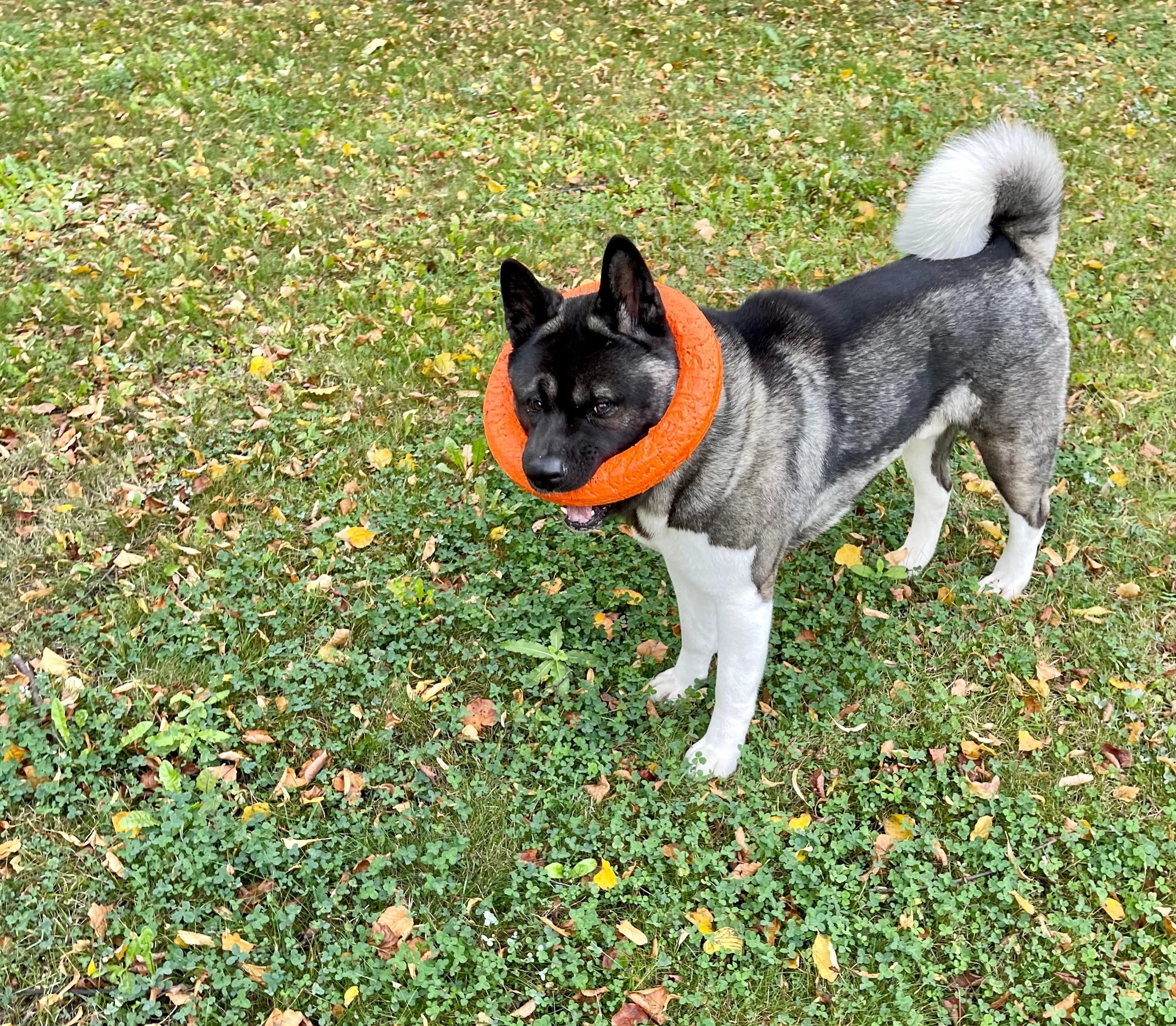 RUBYLIGHT Kamillus. AMERICAN AKITA RUBYLIGHT KENNEL I SHIBA-INU