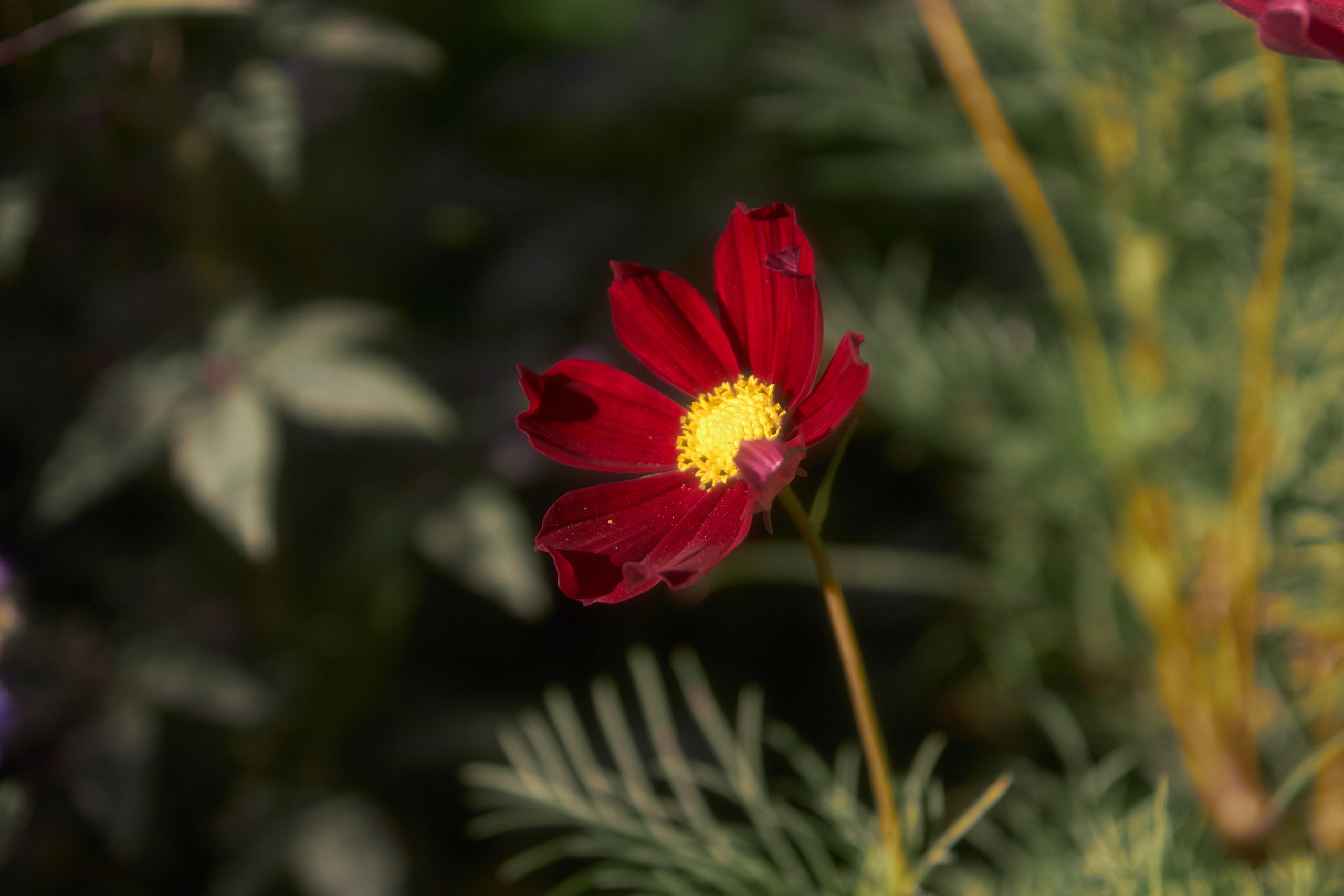 Цветы. Фотограф Сергей Яркин