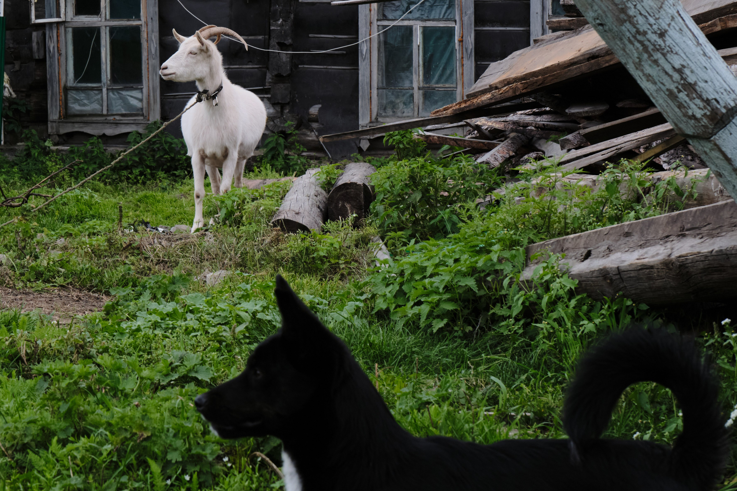 Колывань. Goncharov Tim