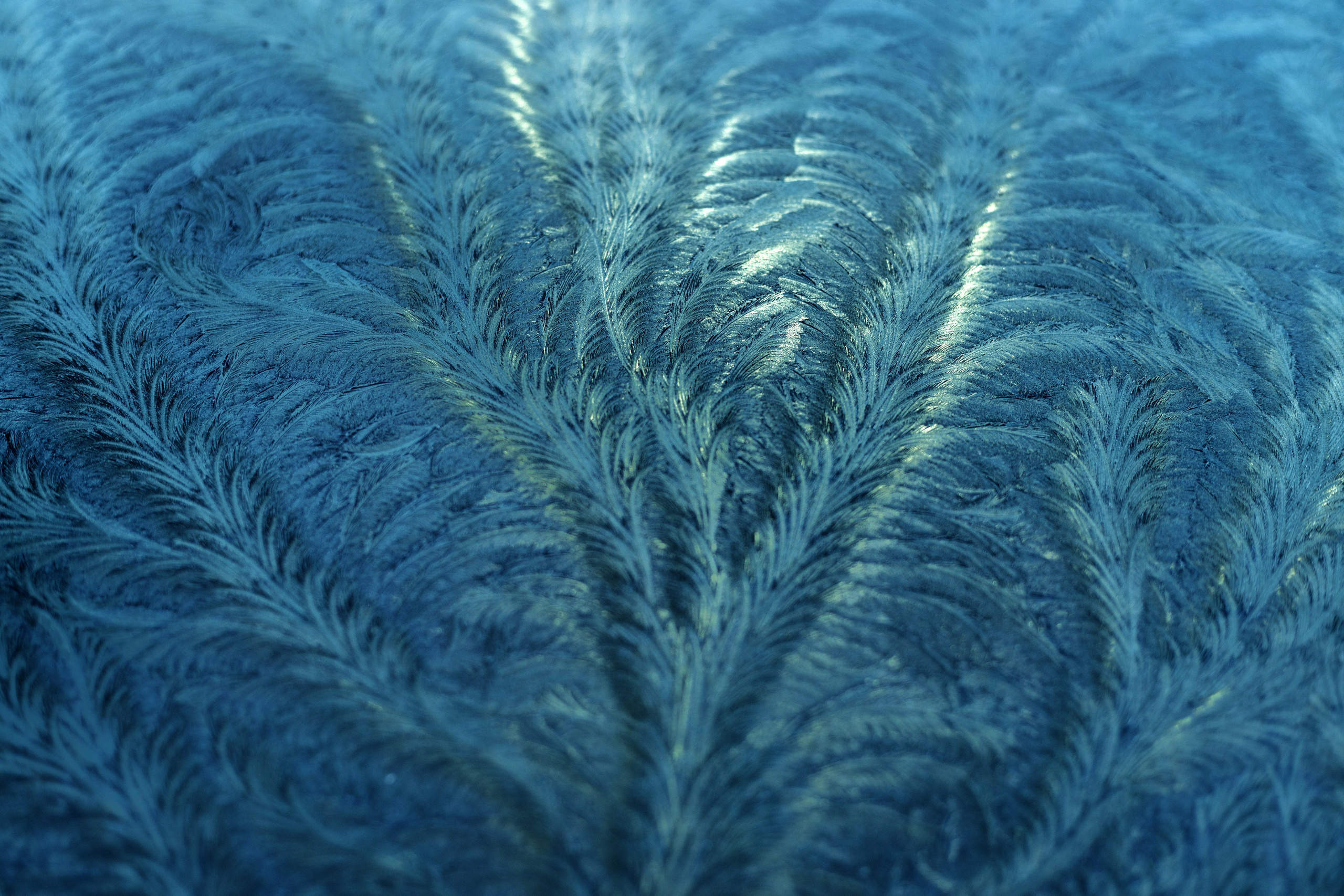 Макро. Фотограф Лагутин Анатолий