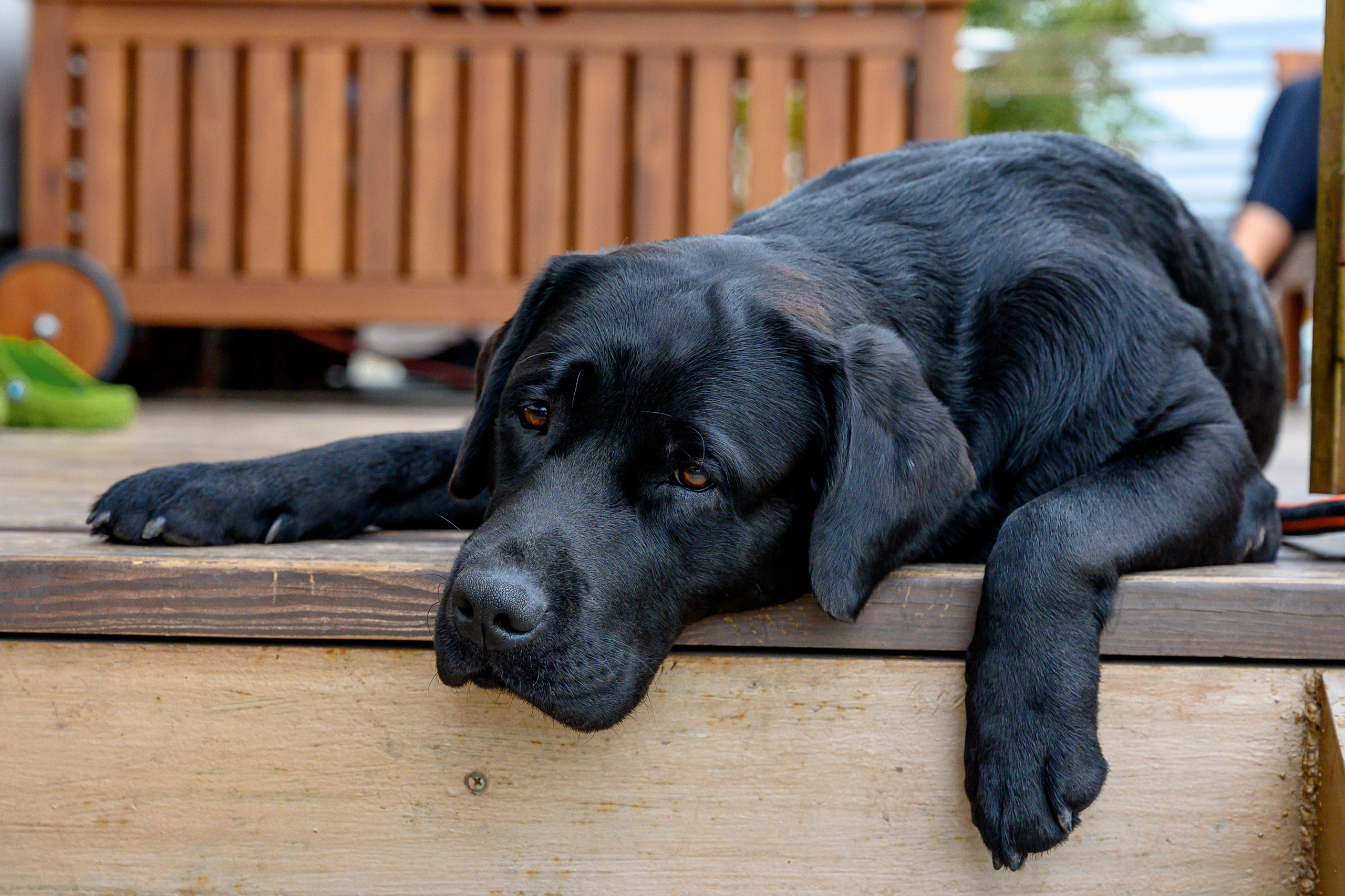 Спаниель и Лабрадоры. Bazarkom-photo.ru Фотограф Виктор Оськин в Старом Осколе
