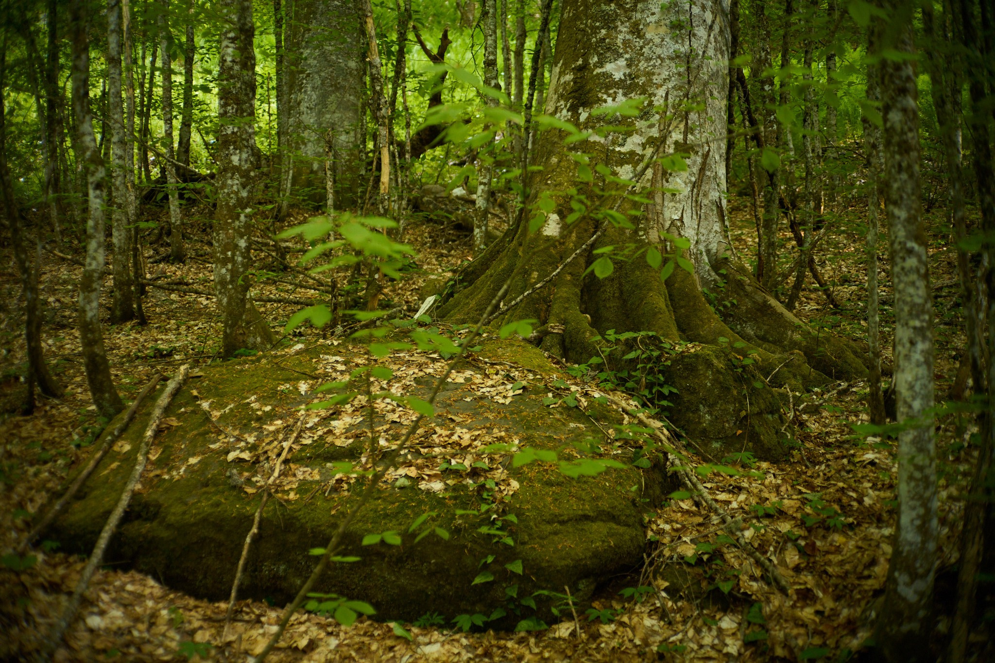 Красная Поляна, апрель 2024. Фотограф, Римма Невинская