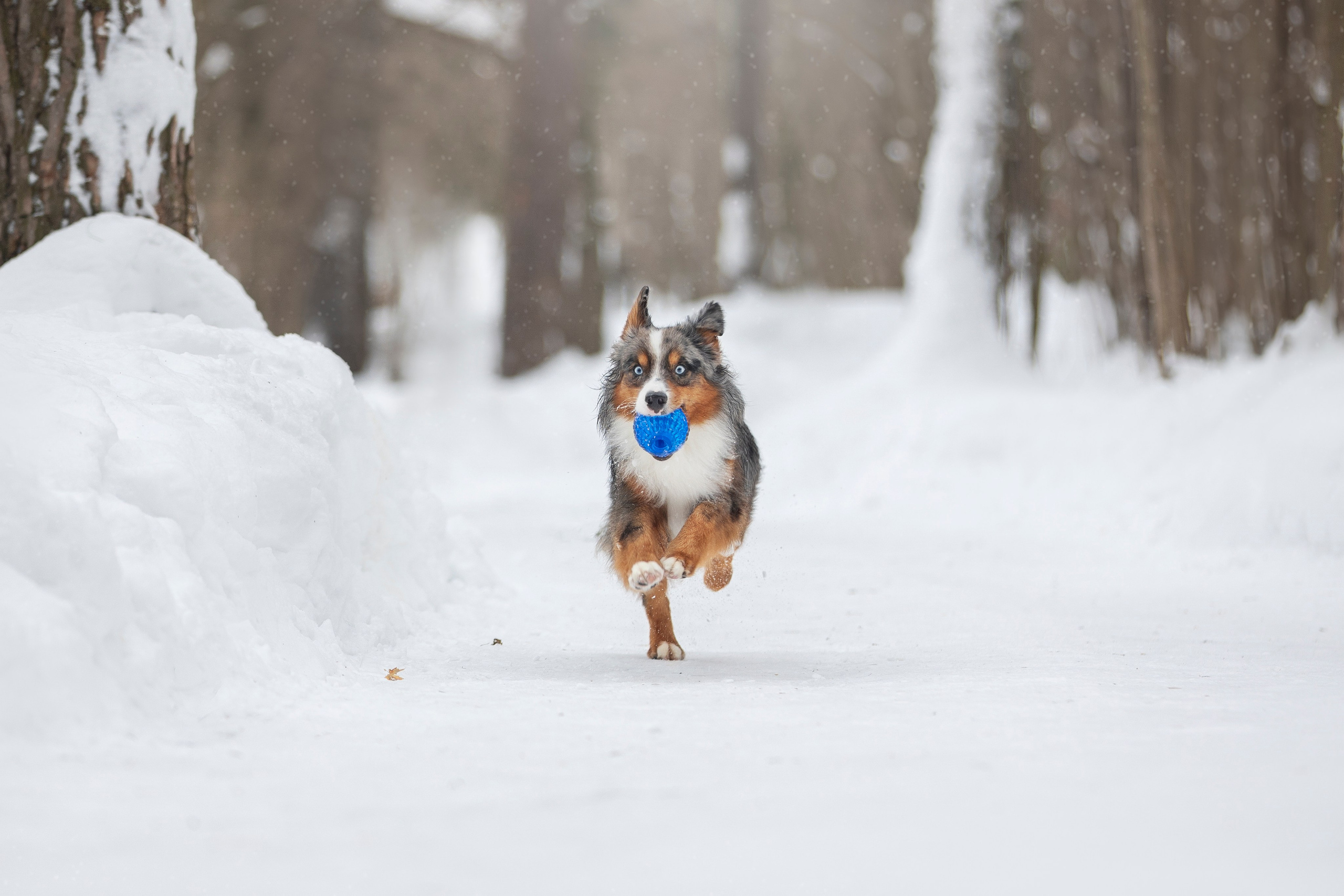 Дария, Макс, Сезам и Чили. Фотограф анималист в Москве Майорова Евгения