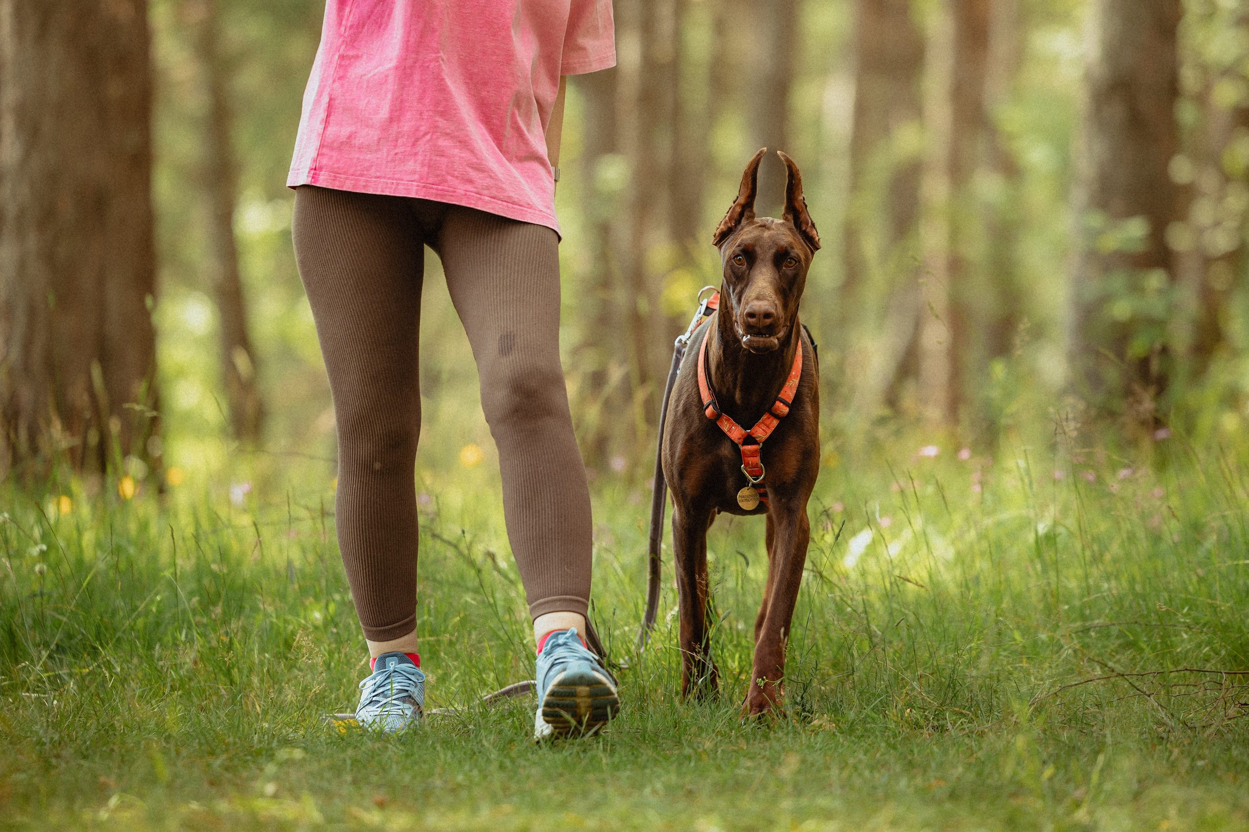Выездной дог-тренинг от школы «Шерсть имею»