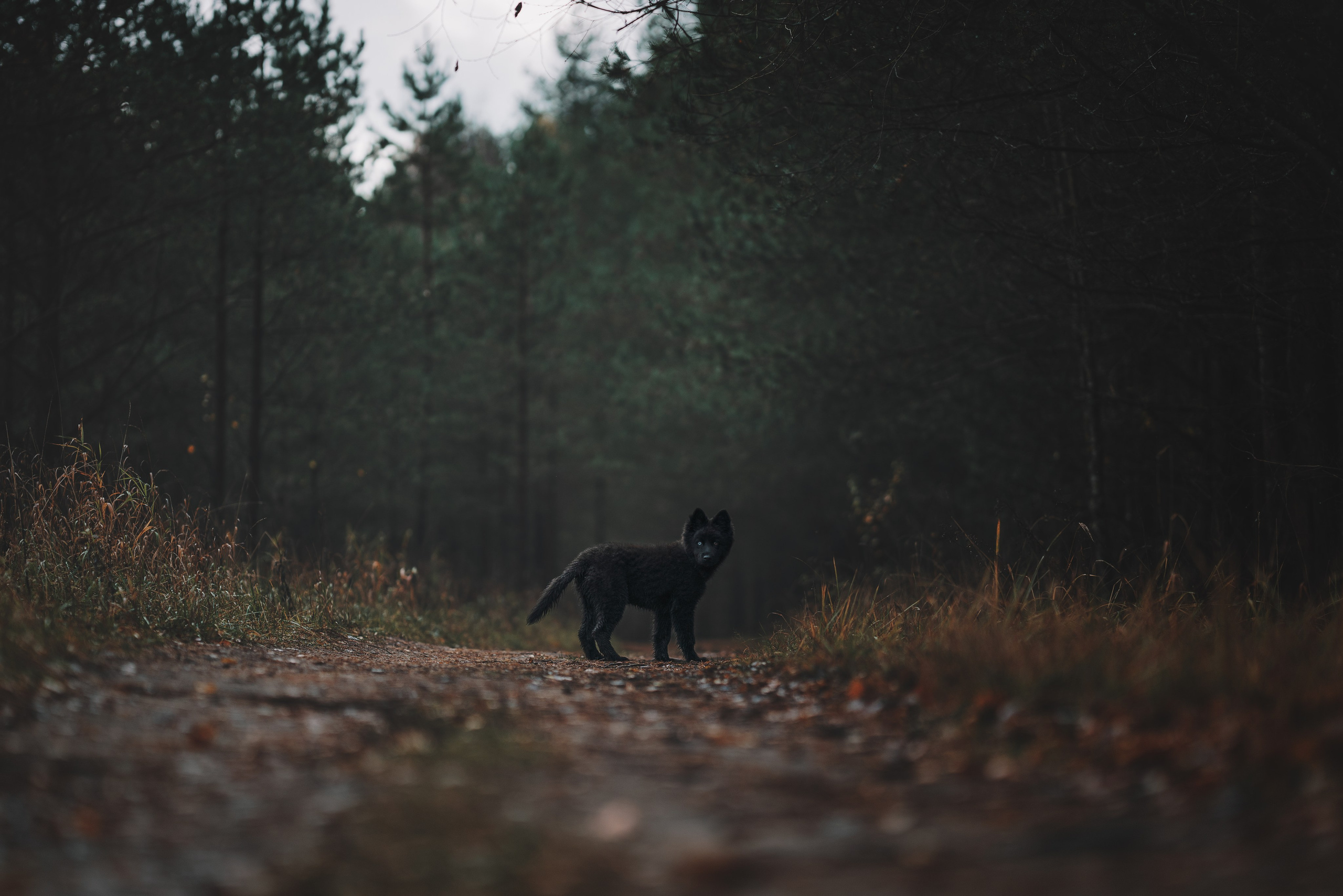 Джанго. Фотограф анималист Осипчикова Мария