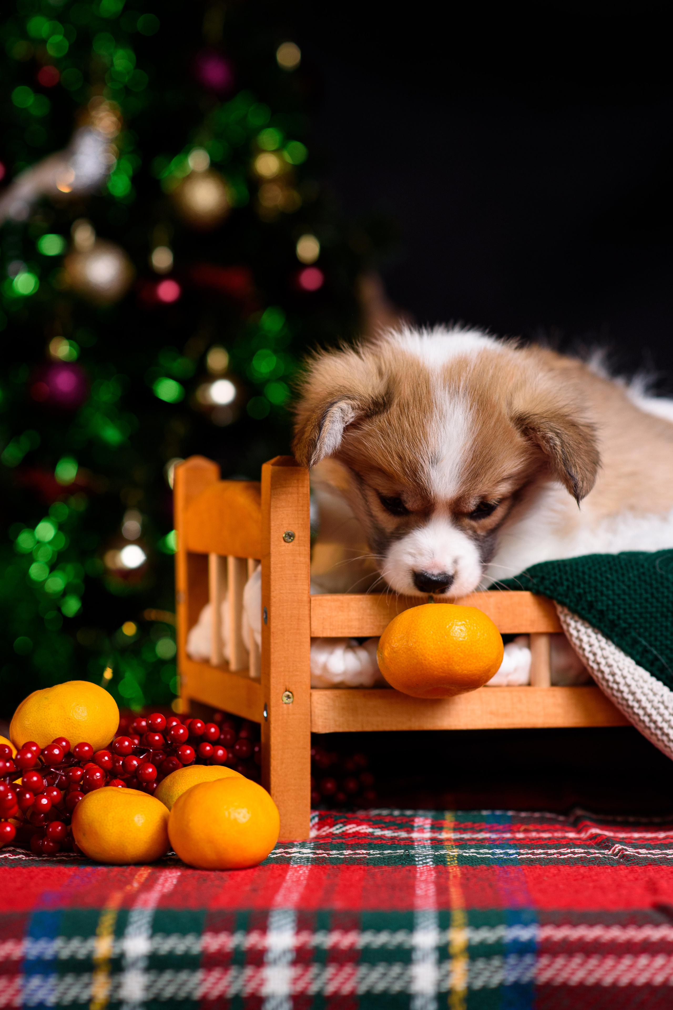 Щенки вельш корги пемброк. Фотограф — Анималист | Анна Абрамова