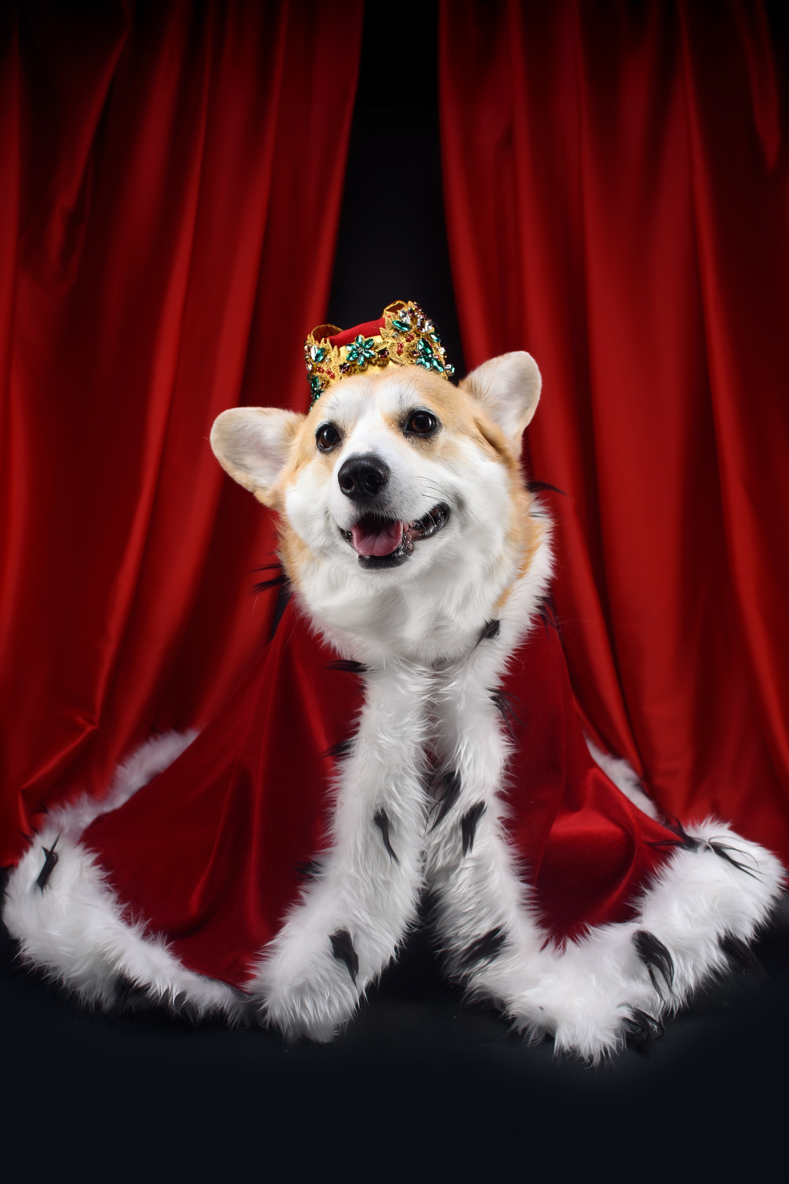 Королевская съемка — 20.05.2025. Фотограф — Анималист | Анна Абрамова