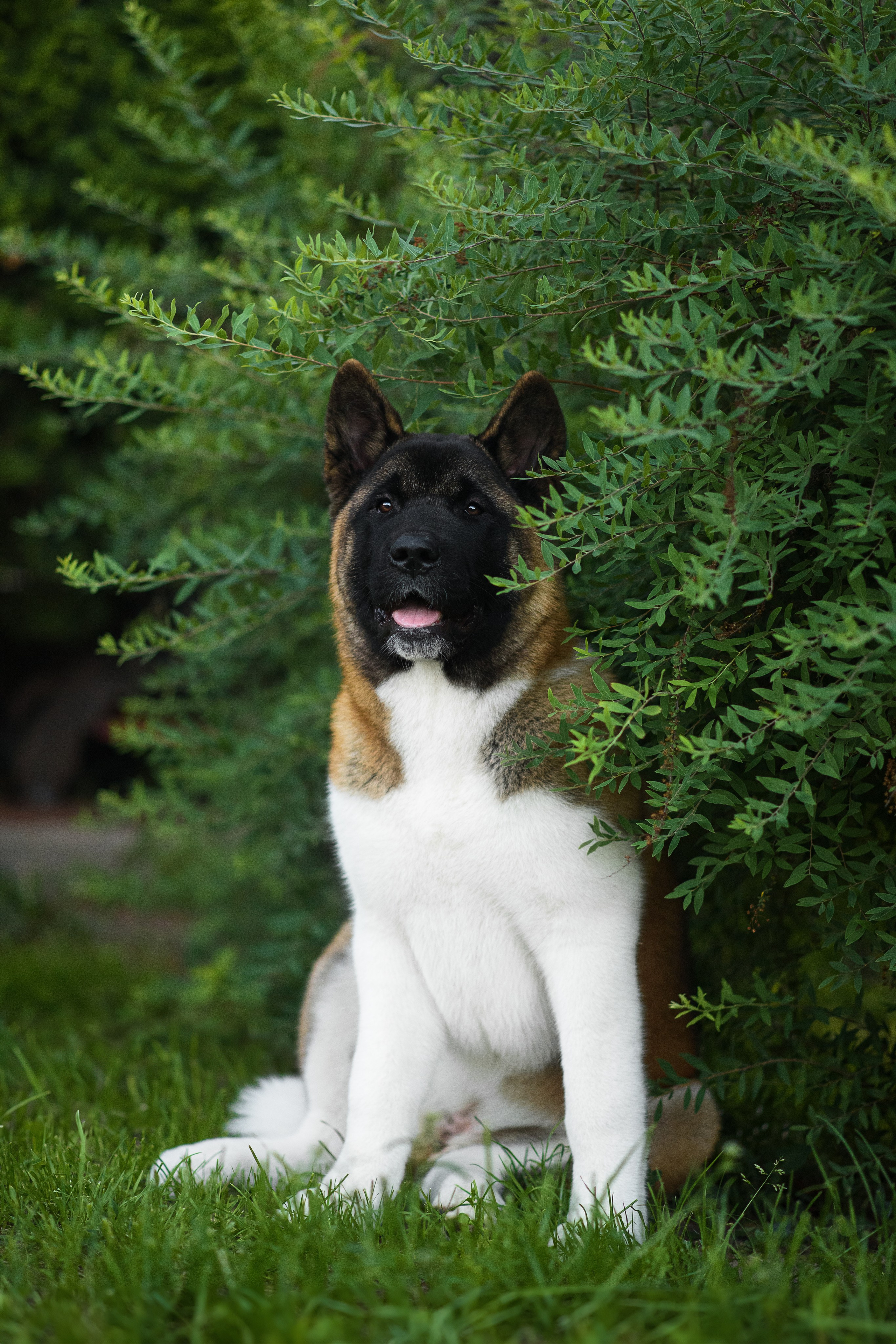 Луна — 21.06.2024. Фотограф — Анималист | Анна Абрамова