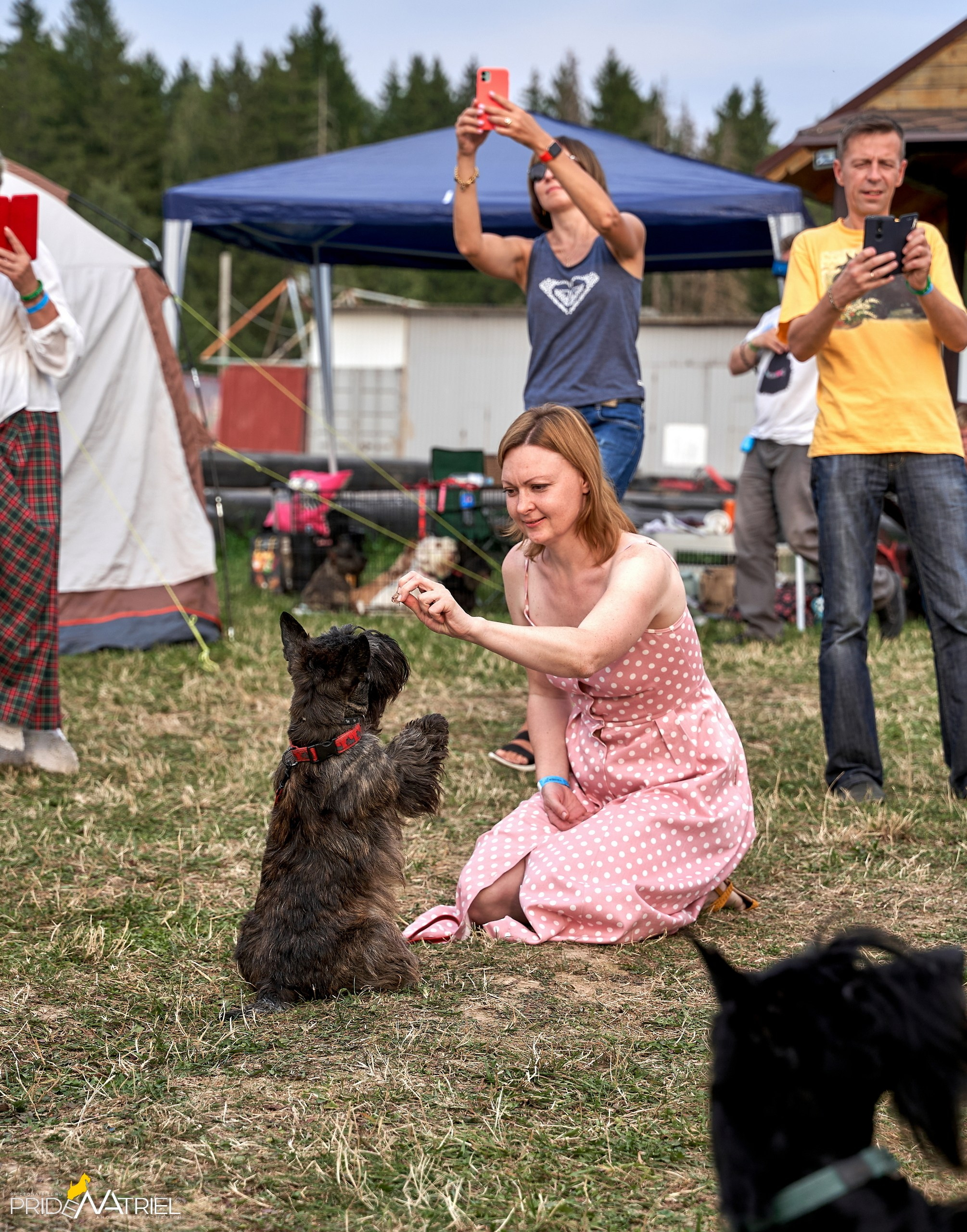 Мероприятия с собаками — галерея NATRIEL