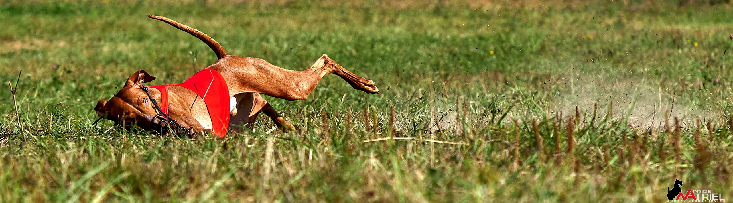 Съемка курсинг — галерея NATRIEL
