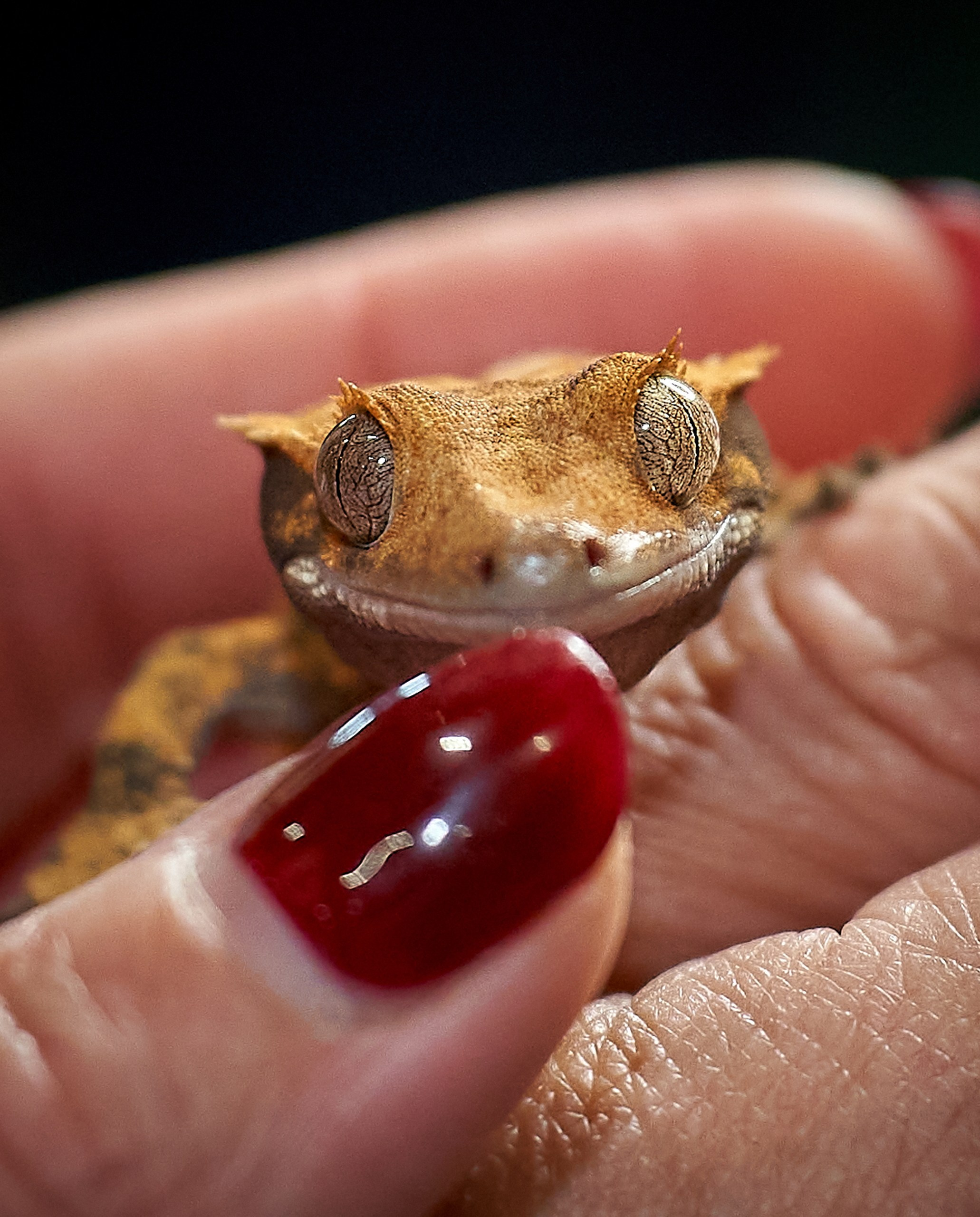 Рептилии — галерея NATRIEL