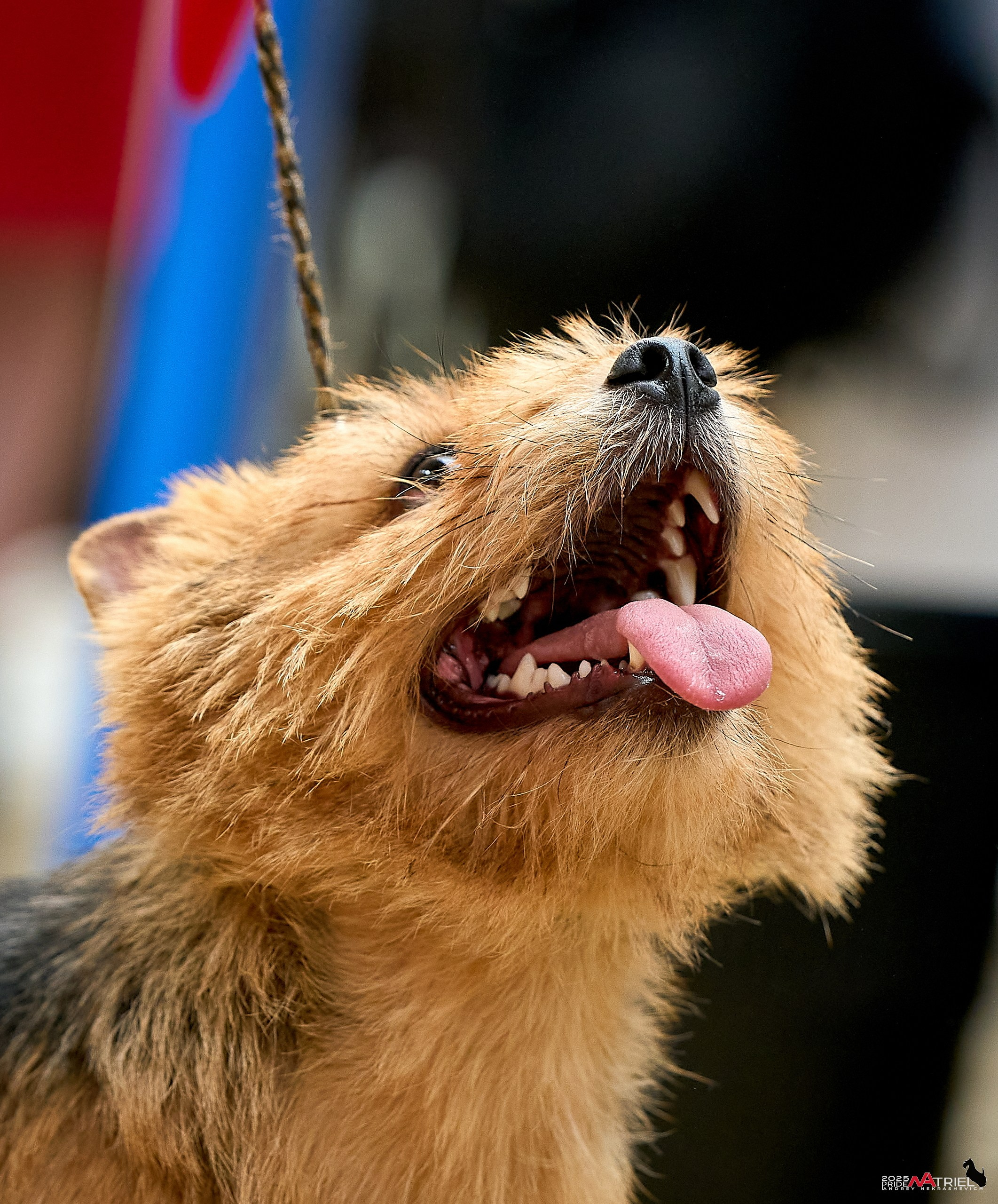 Выставка собак РОССИЯ — 2025