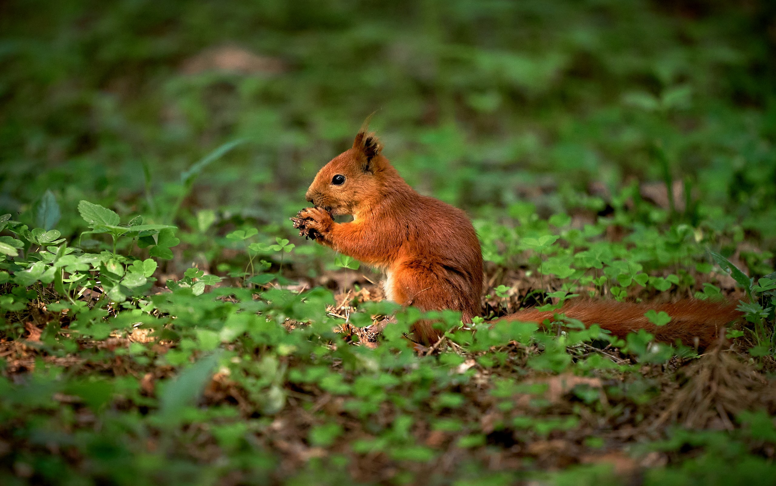 Животные — галерея NATRIEL