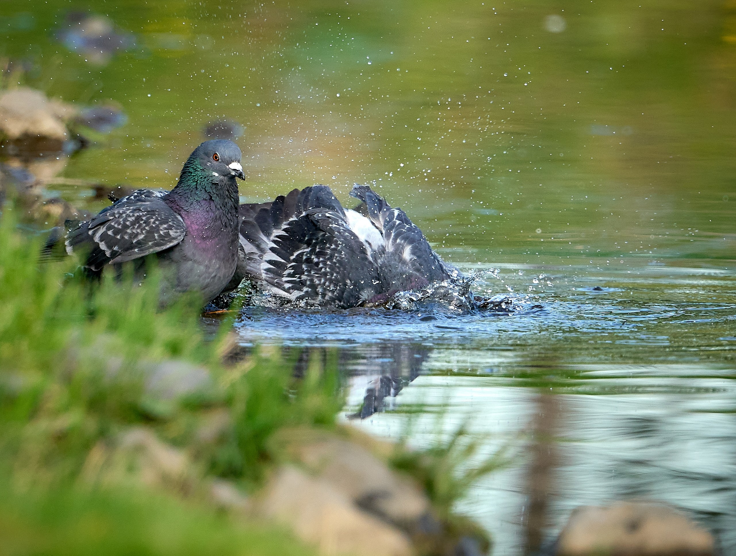 Фото птиц — галерея NATRIEL