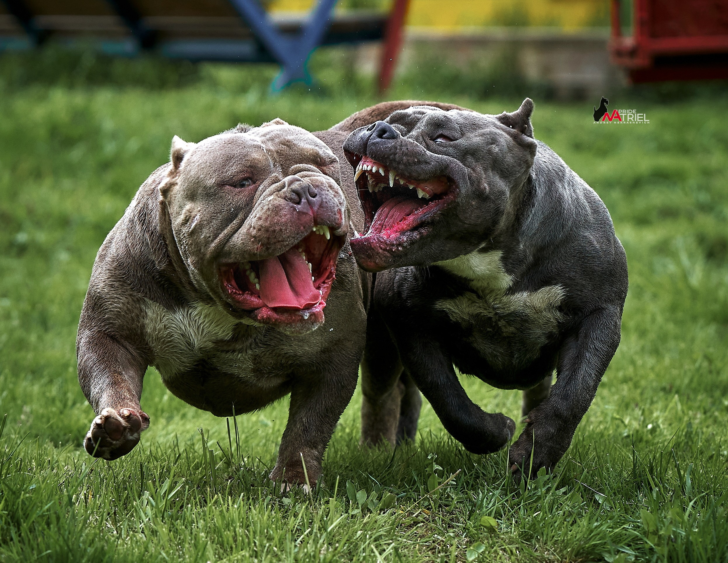 Прогулка в движении — галерея NATRIEL